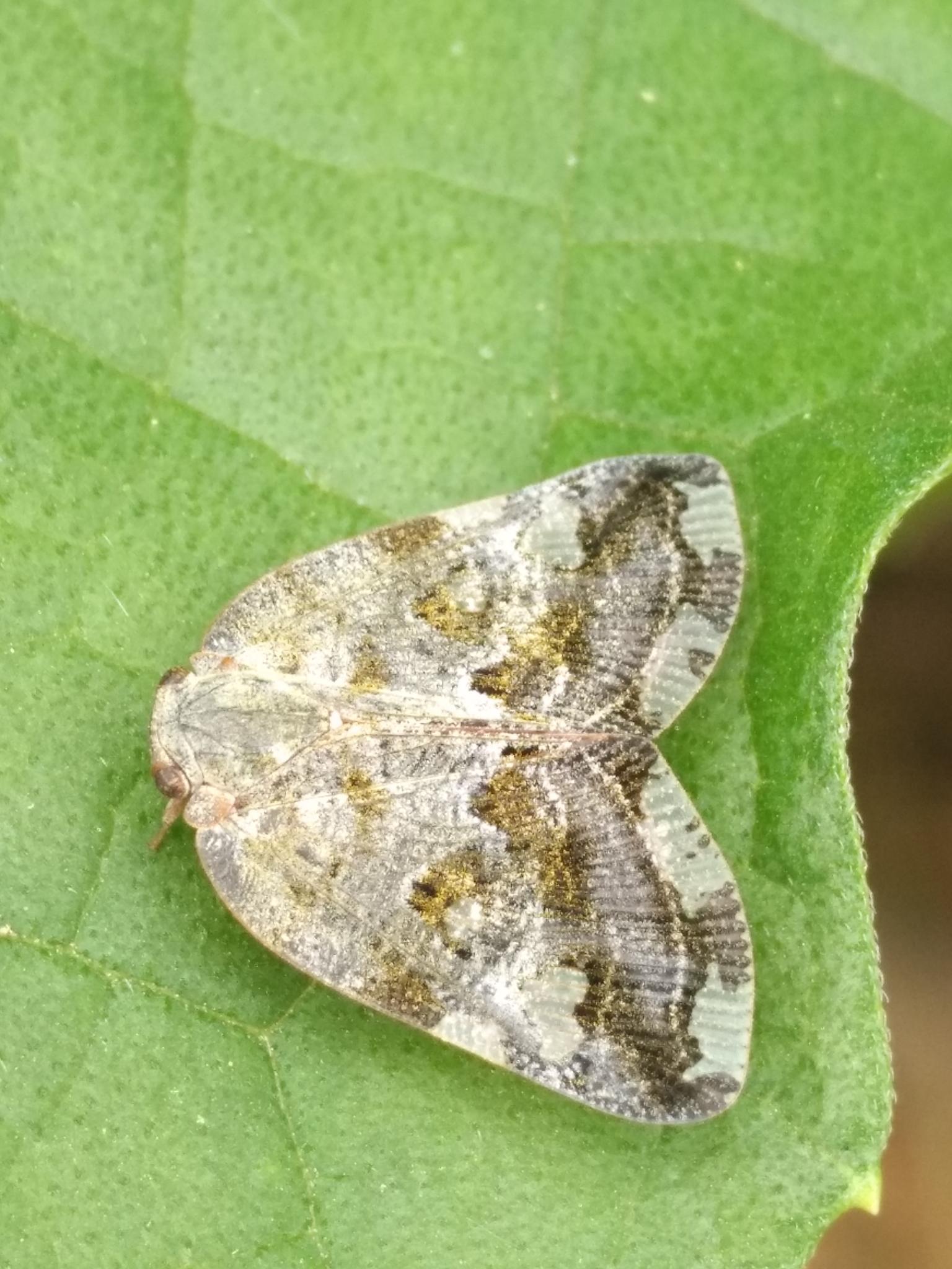 Ricania speculum
