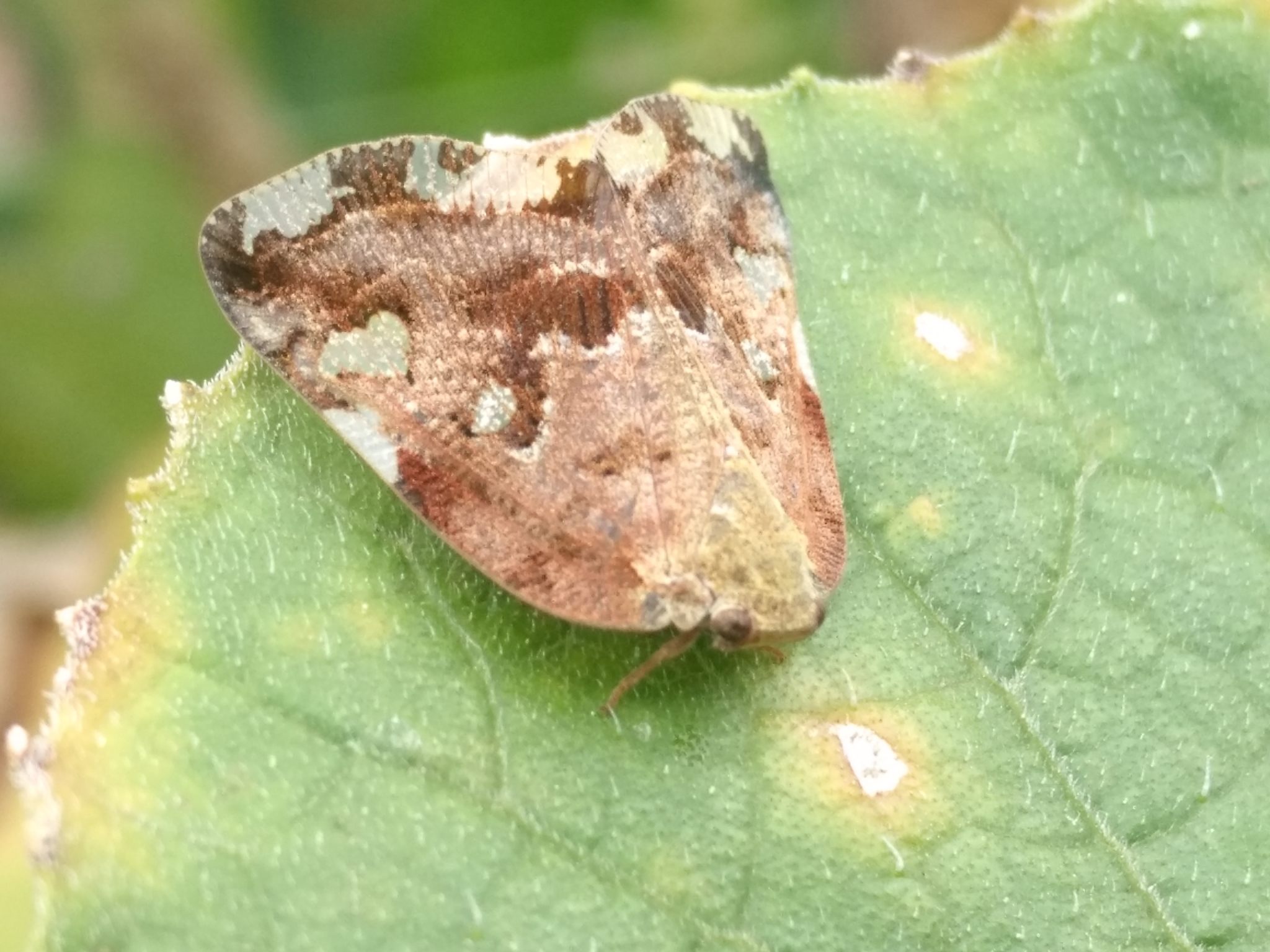 Ricania speculum