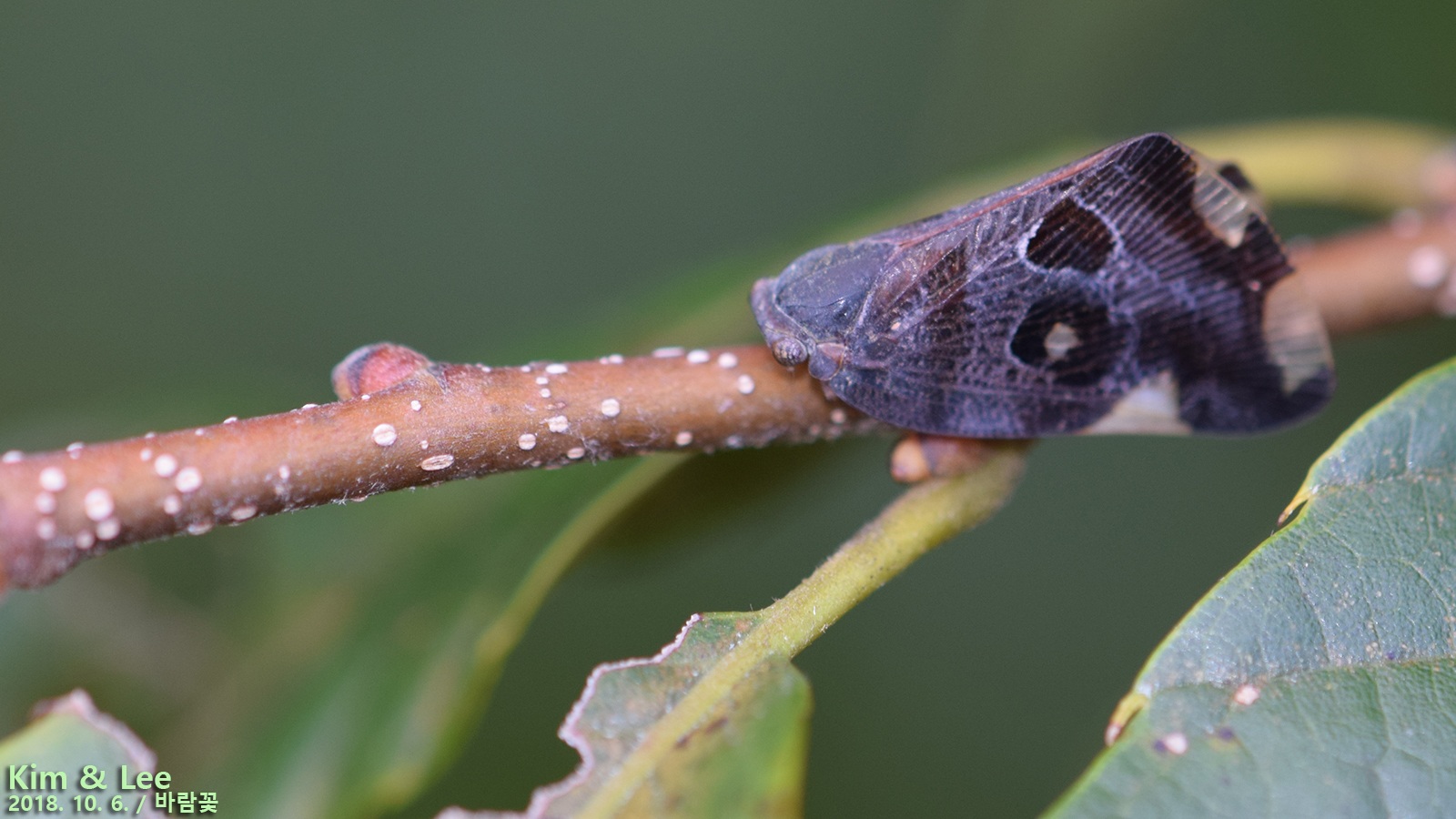 Ricania speculum