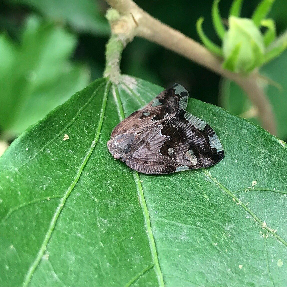 Ricania speculum