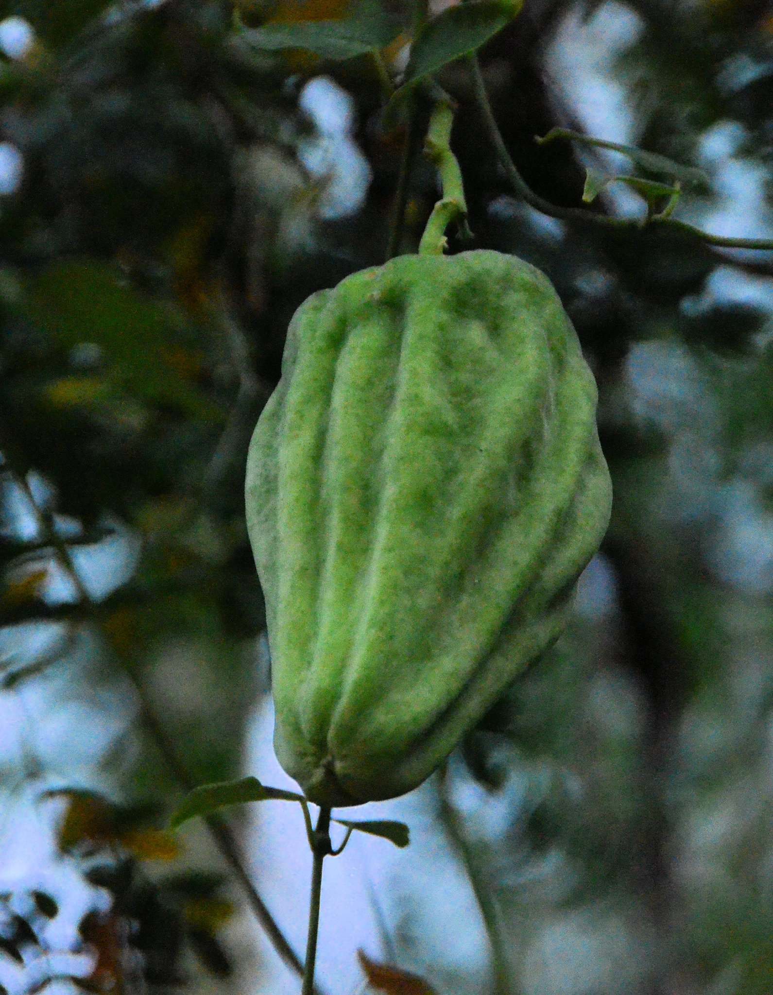 Araujia sericifera