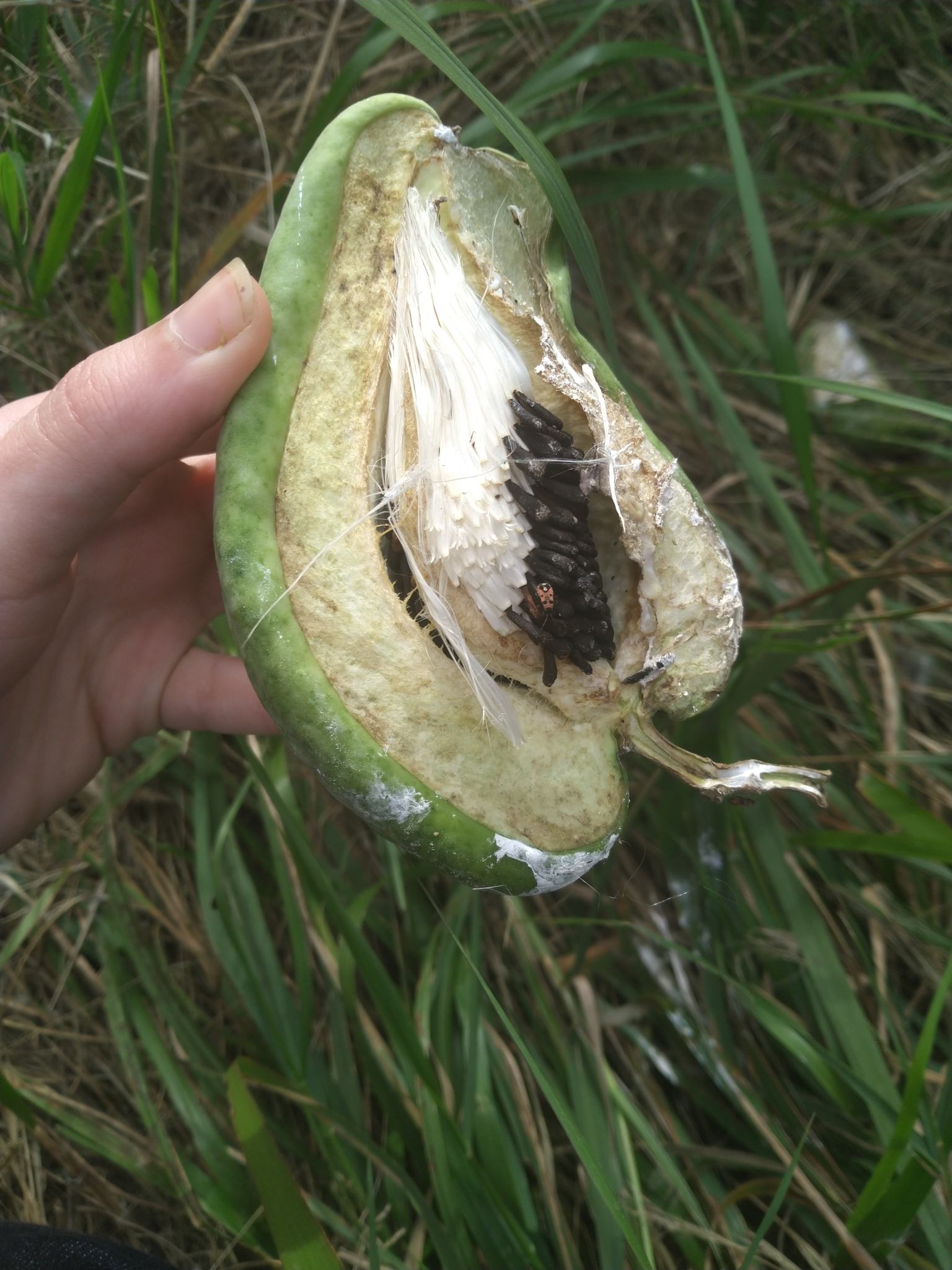 Araujia sericifera