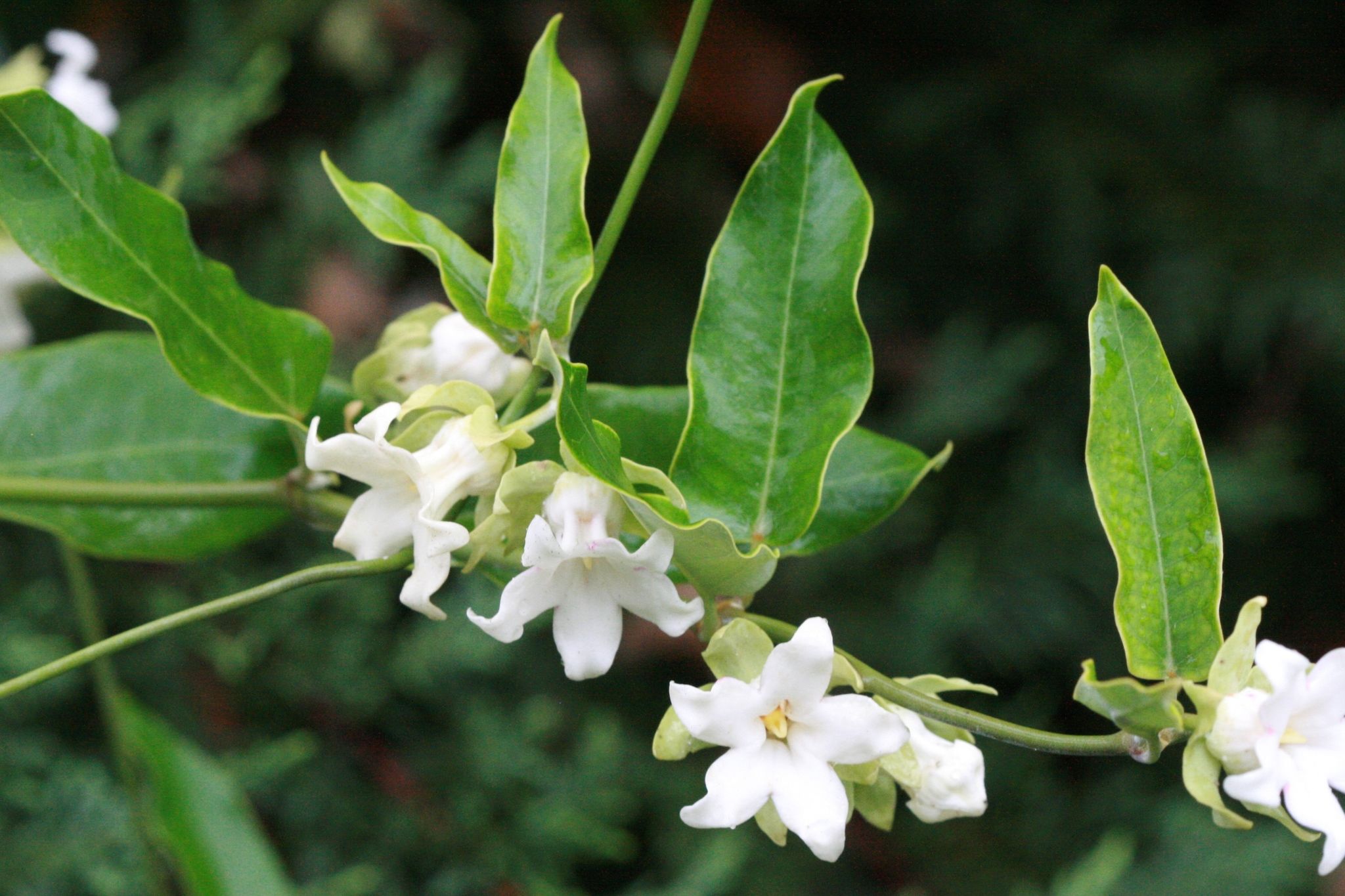 Araujia sericifera