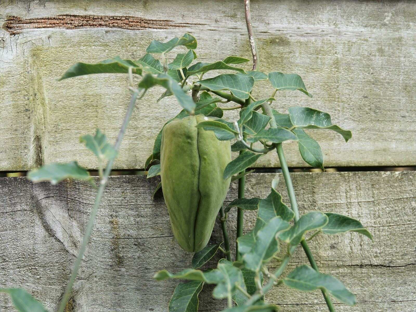 Araujia sericifera