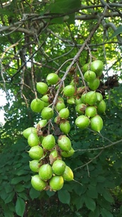 Paulownia tomentosa