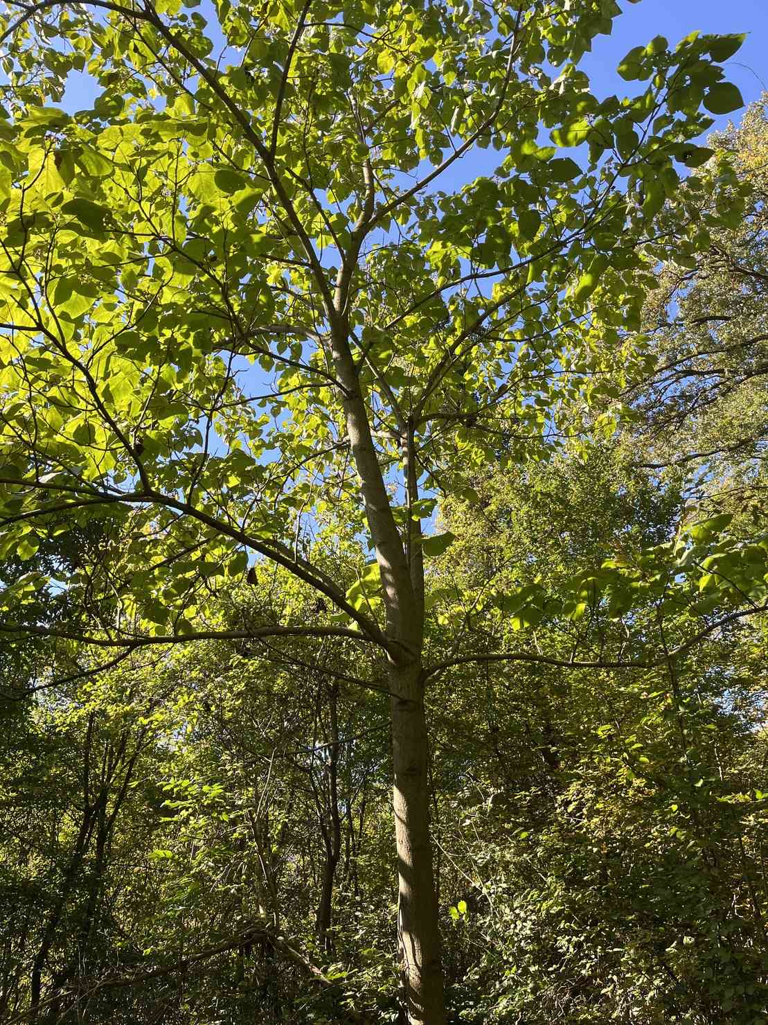 Paulownia tomentosa