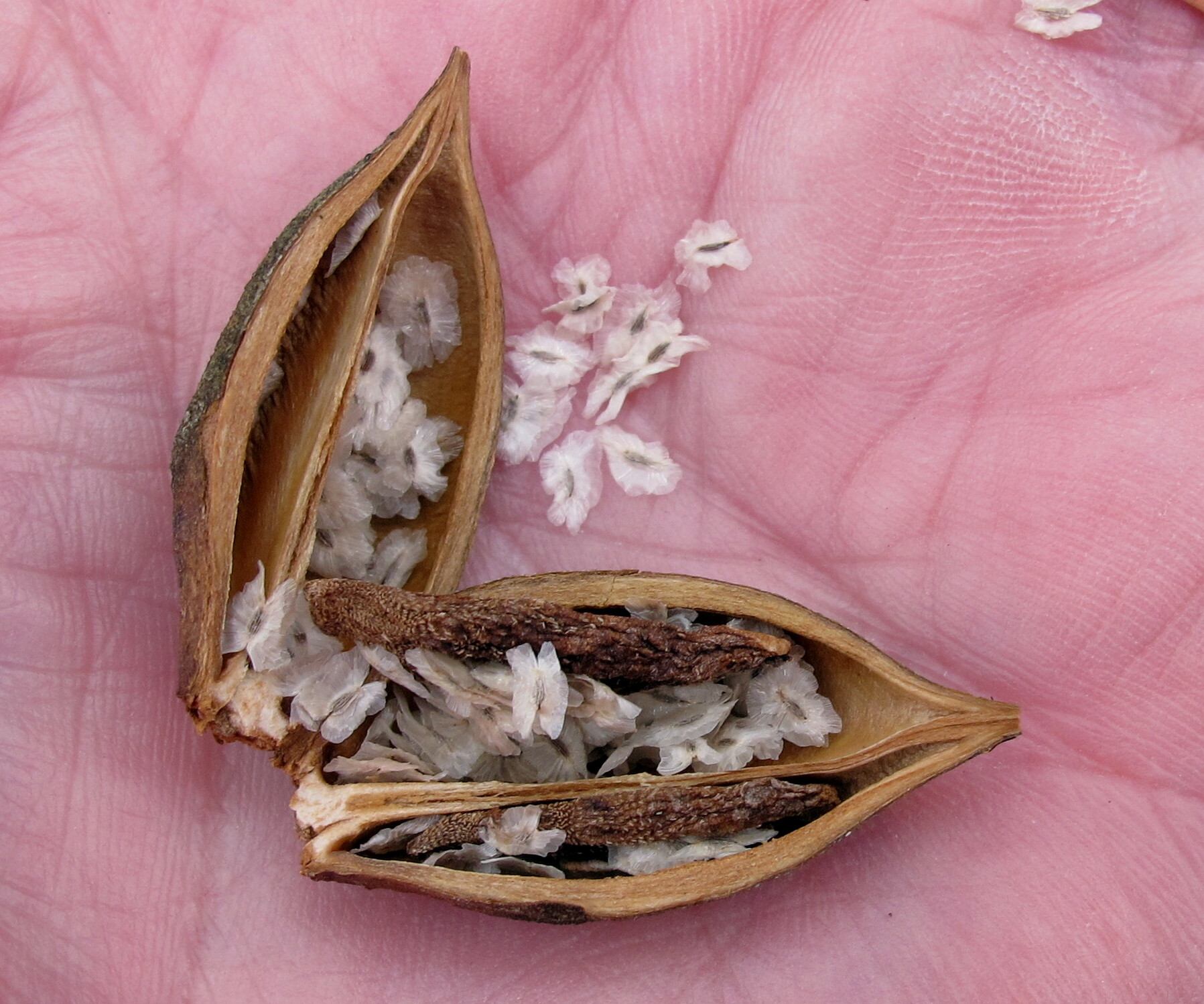 Paulownia tomentosa