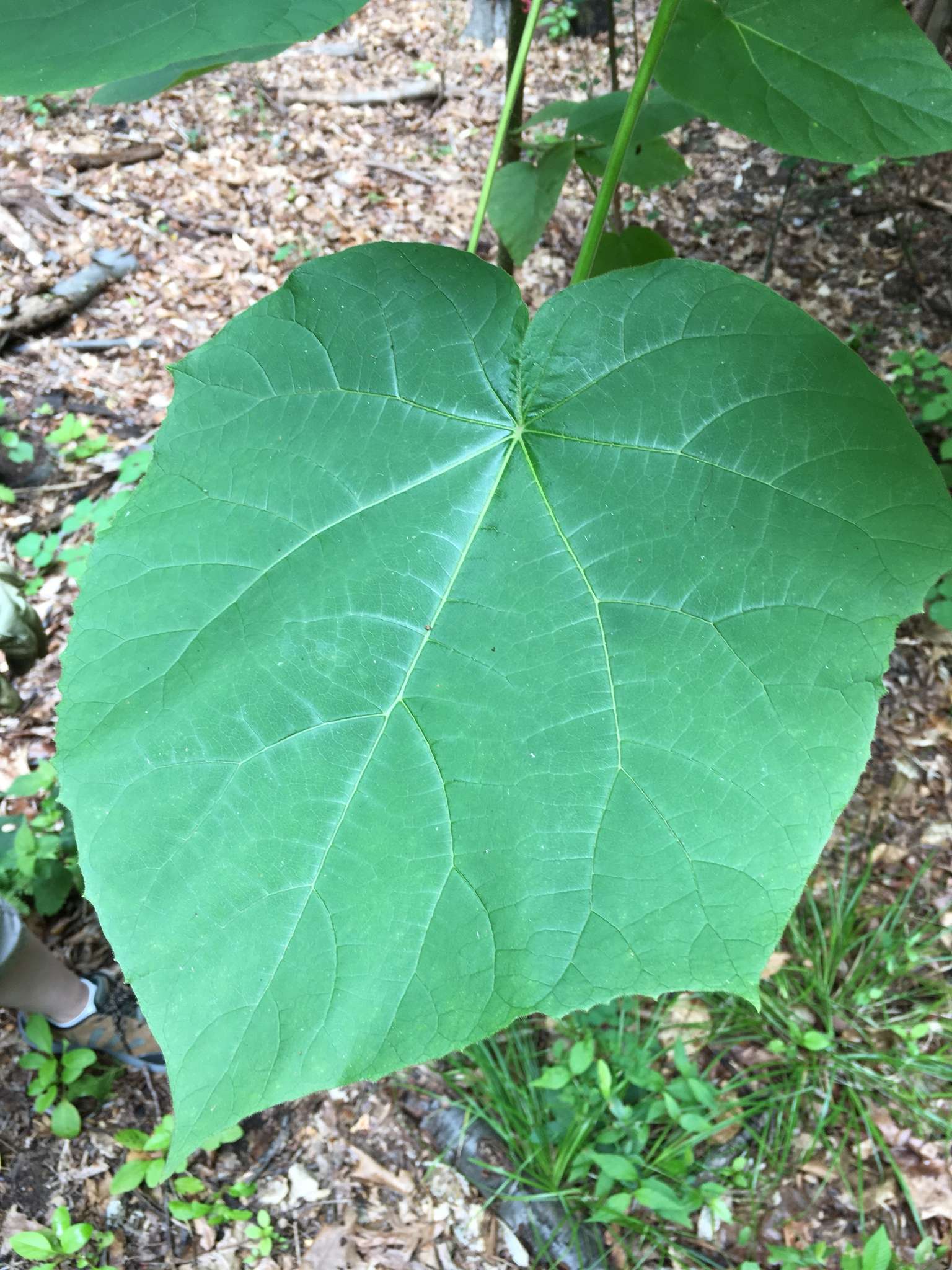 Paulownia tomentosa