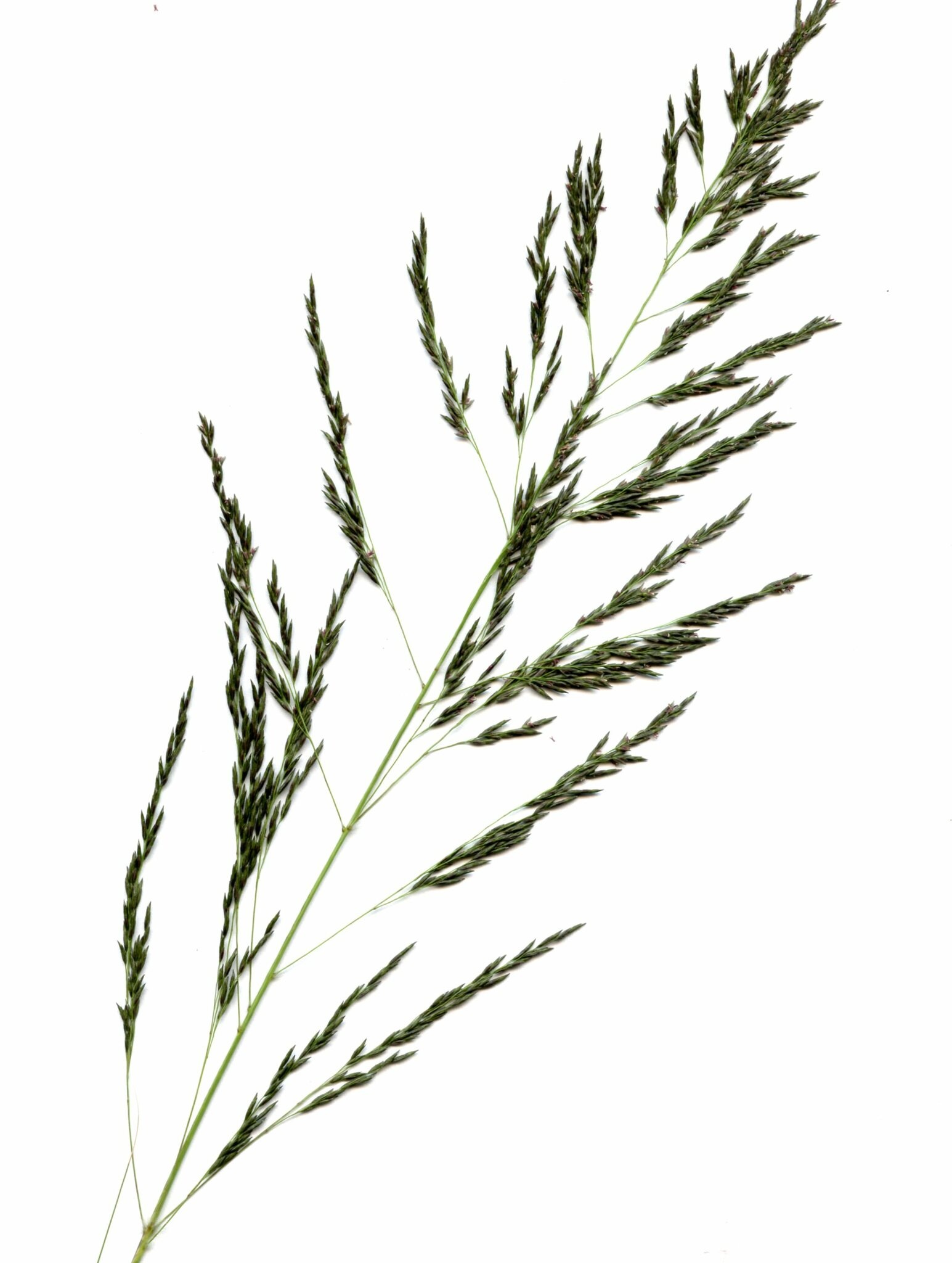 Eragrostis curvula