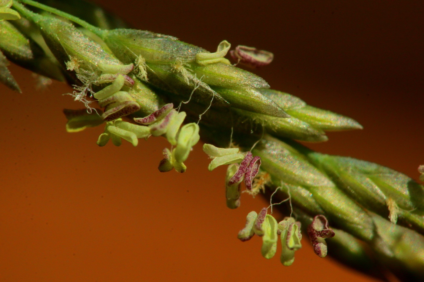 Eragrostis curvula