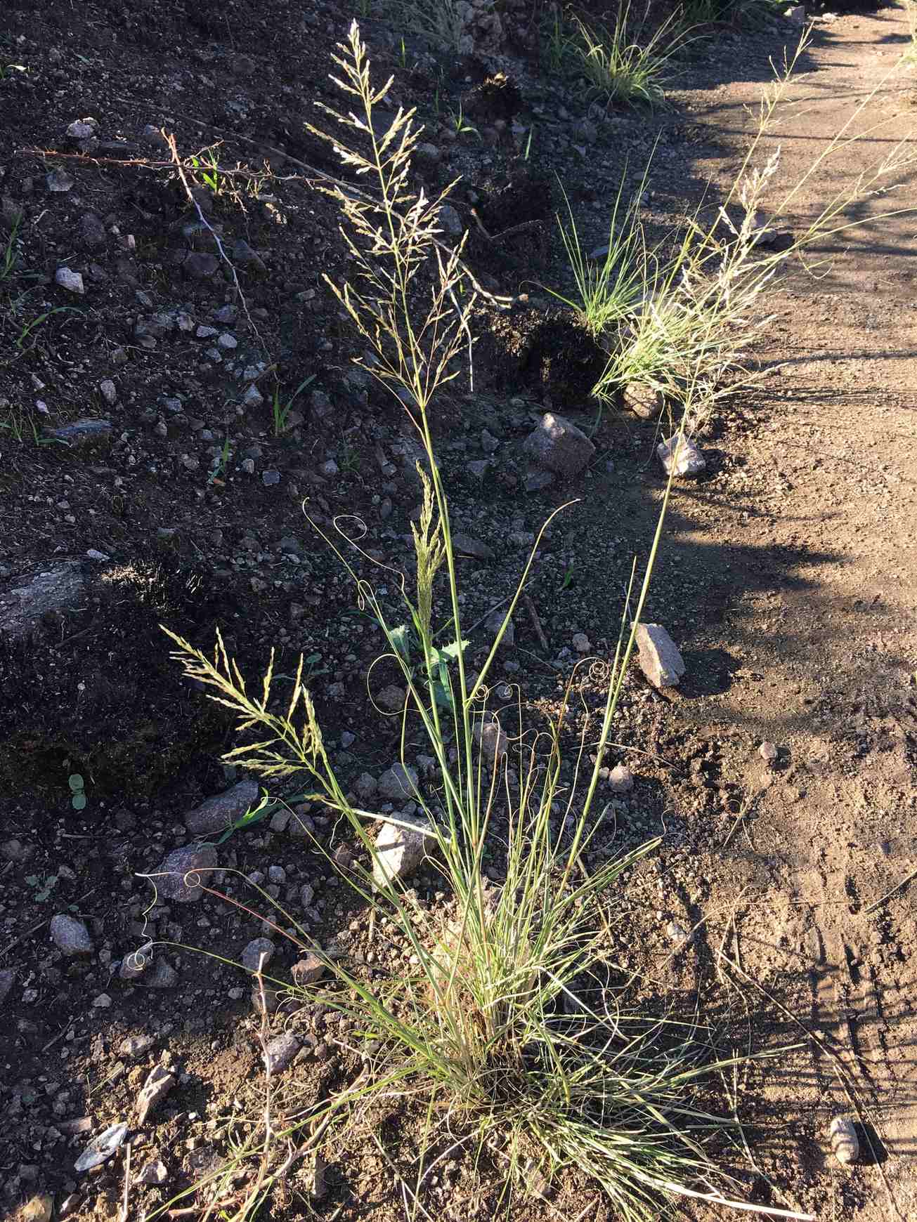 Eragrostis curvula