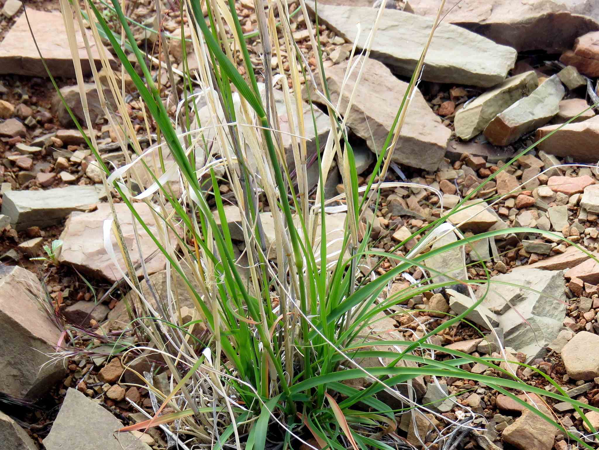 Eragrostis curvula