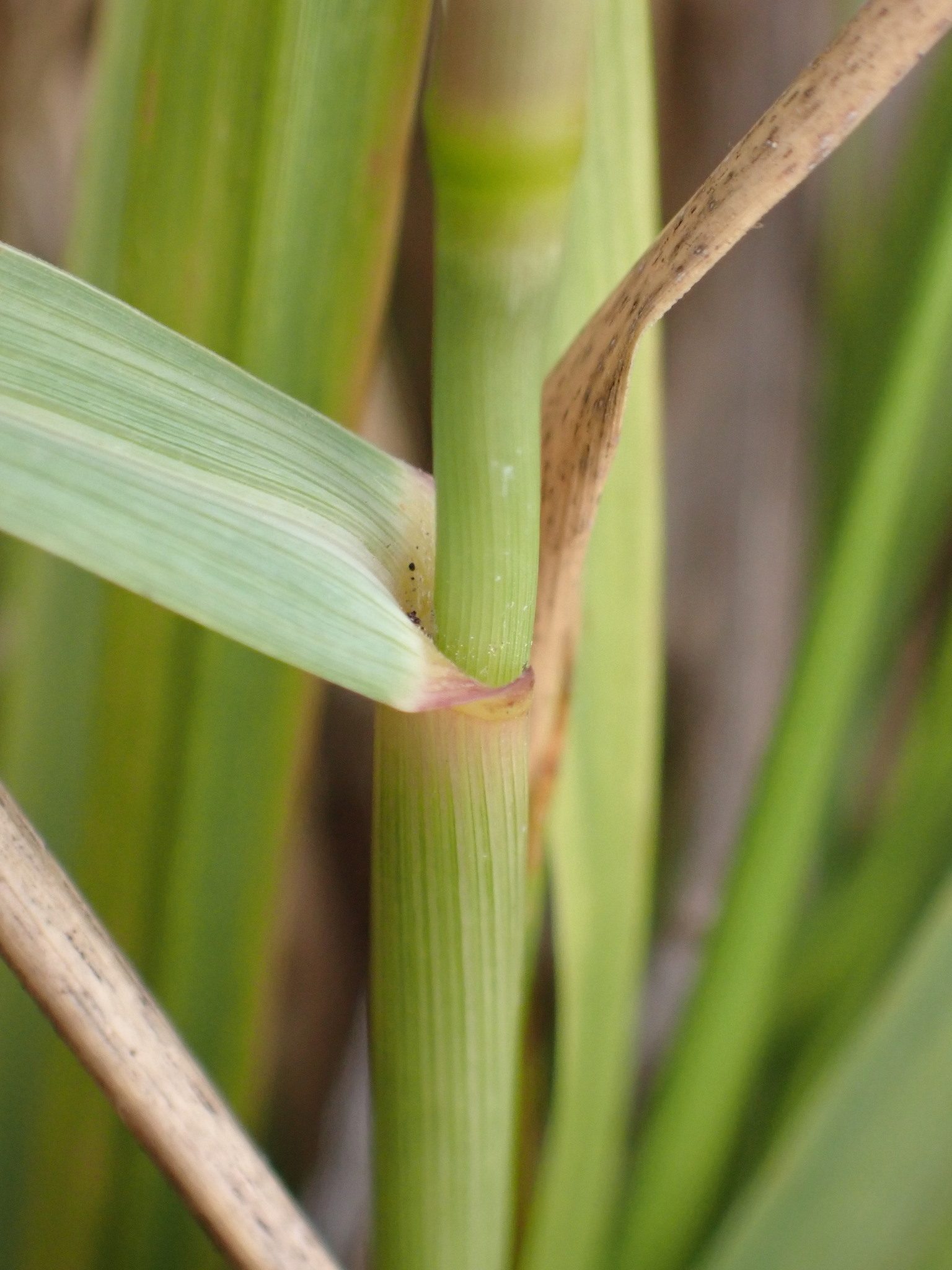 Eragrostis curvula