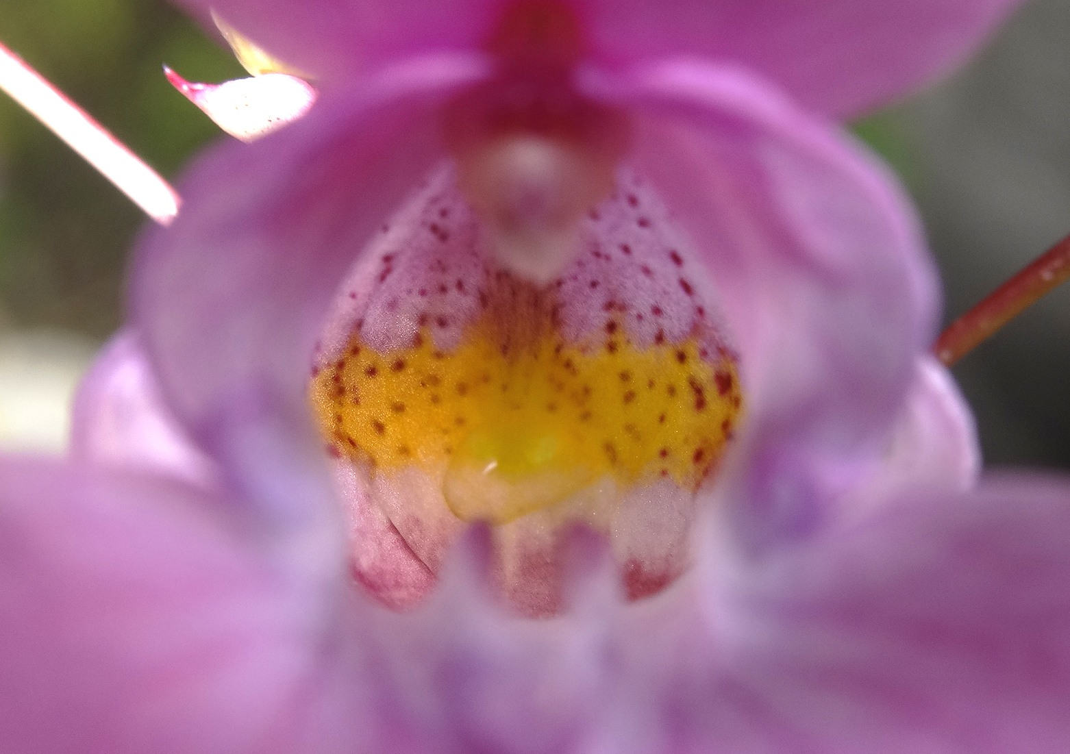 Impatiens glandulifera