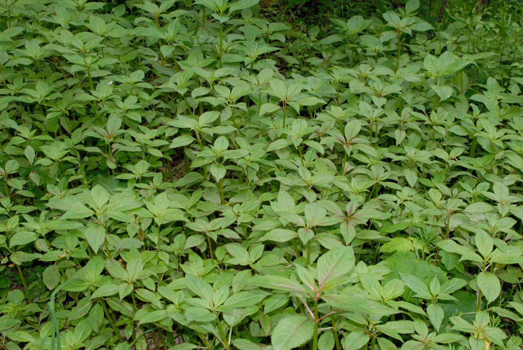Impatiens glandulifera