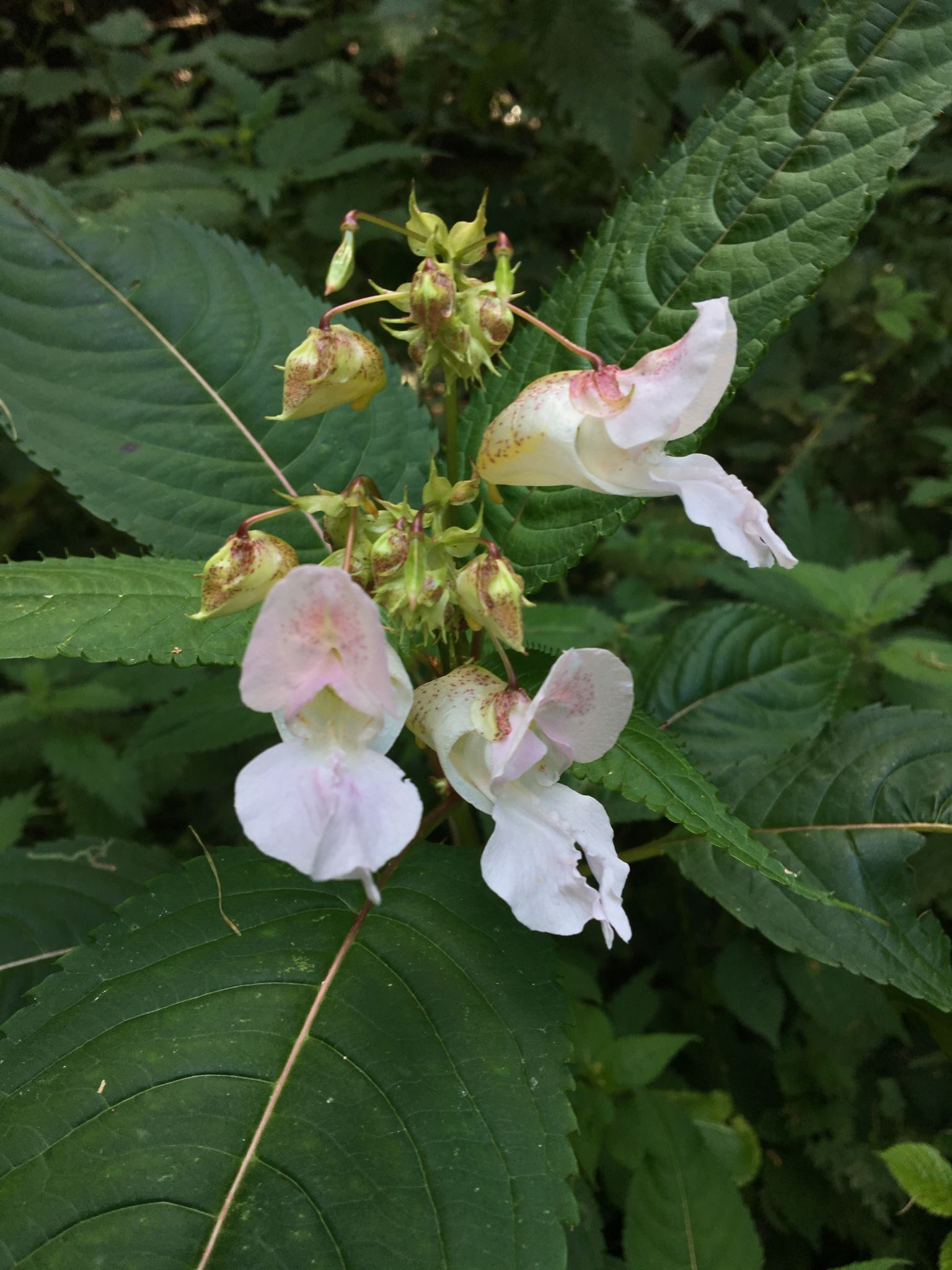 Impatiens glandulifera