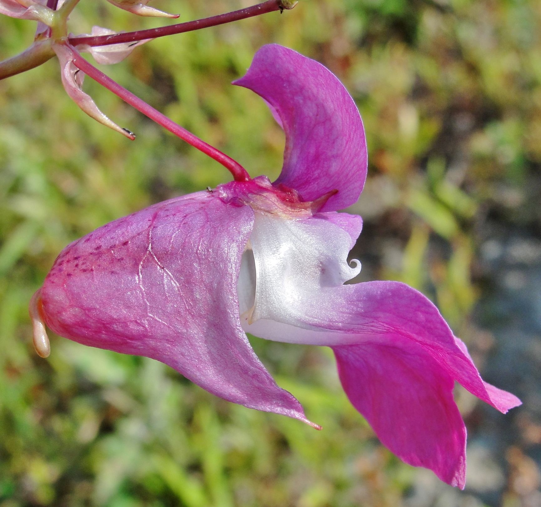 Impatiens glandulifera