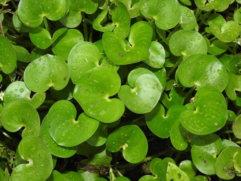 Heteranthera reniformis