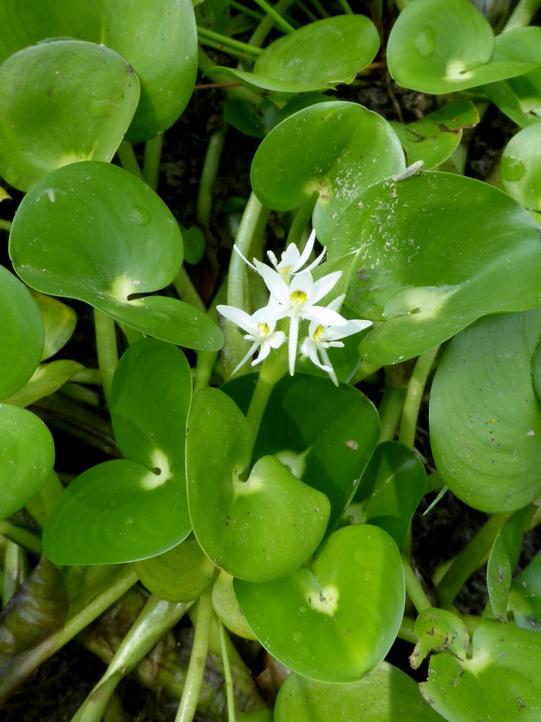 Heteranthera reniformis