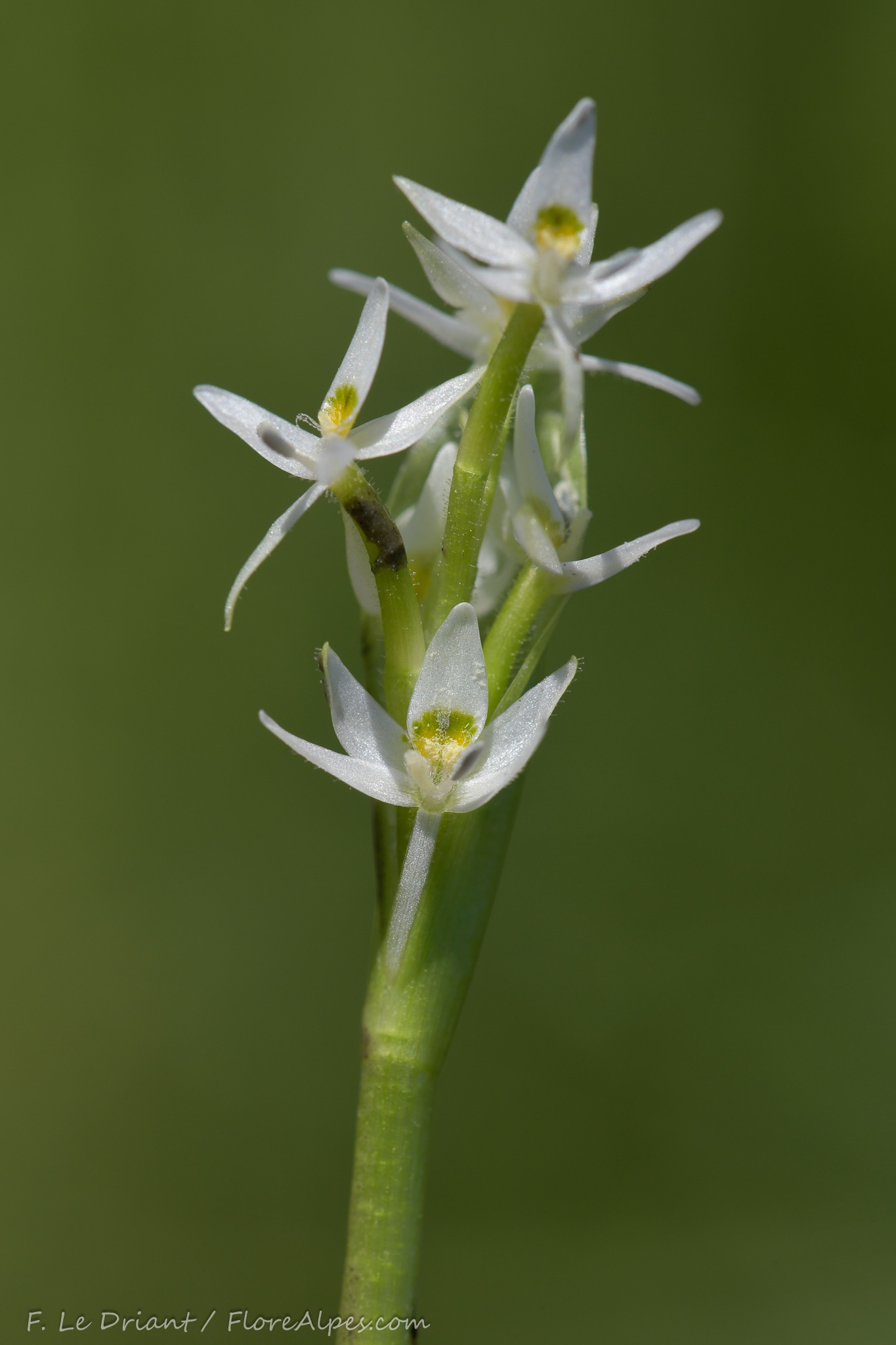 Heteranthera reniformis
