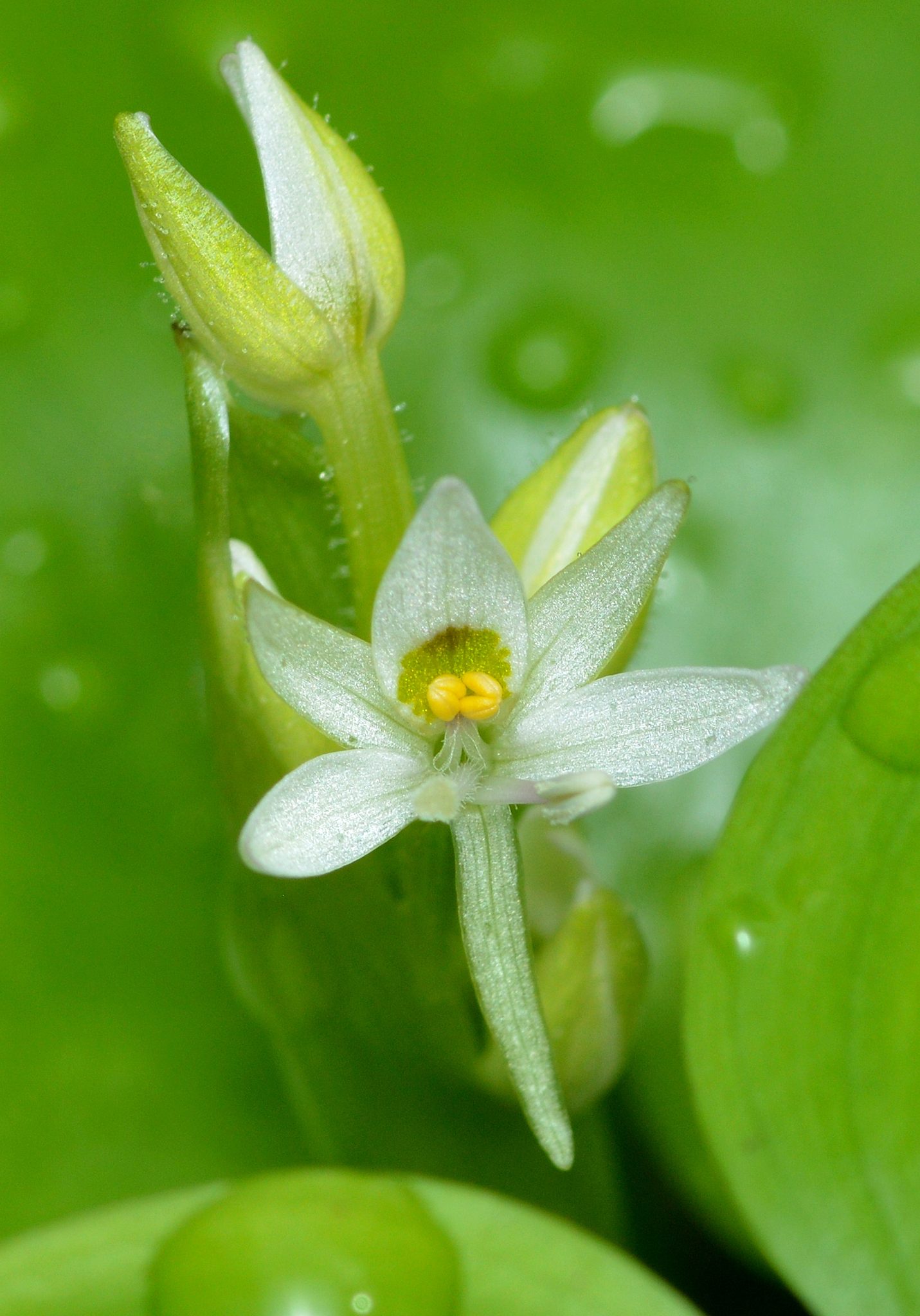 Heteranthera reniformis