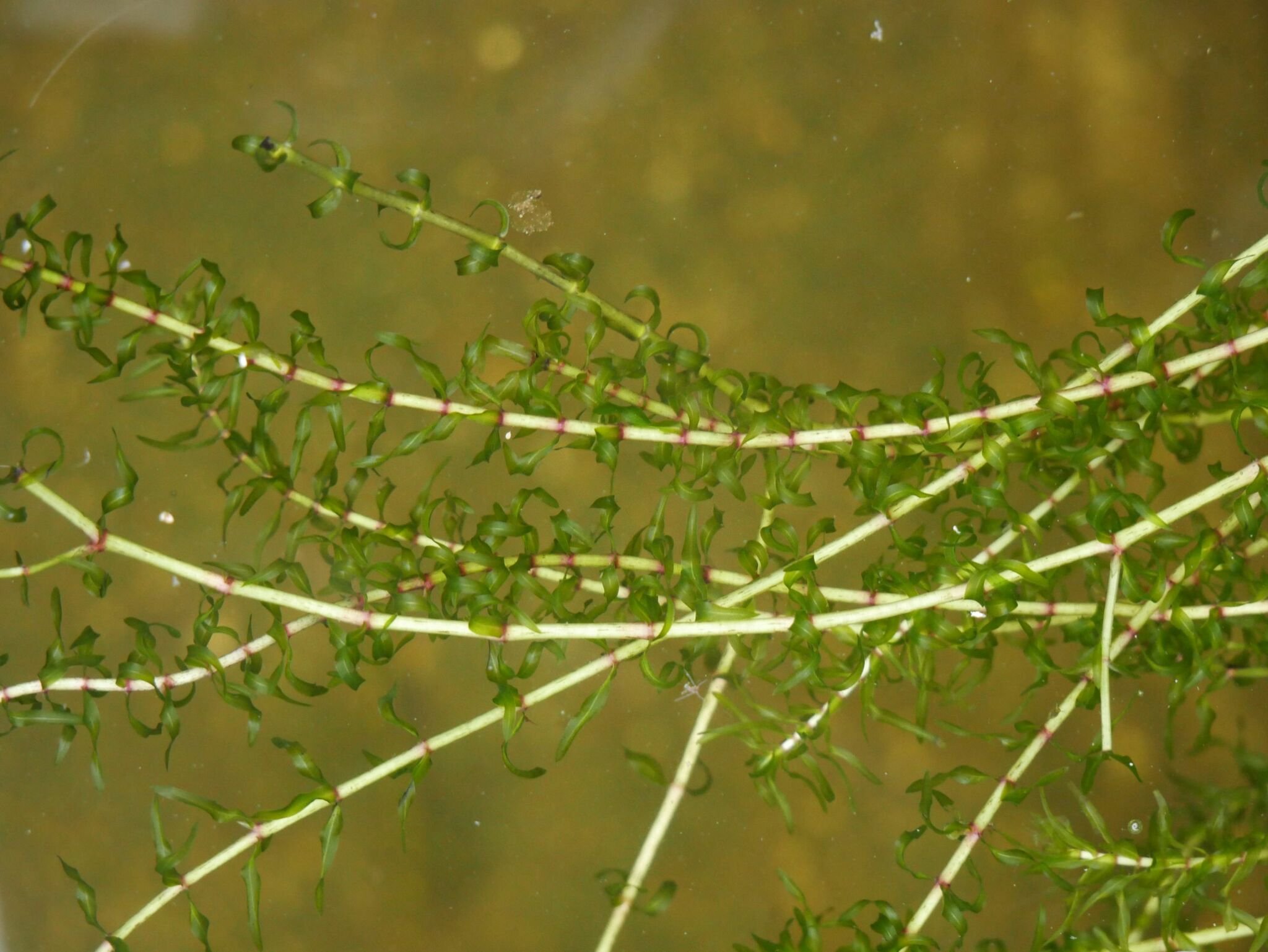 Elodea nuttallii