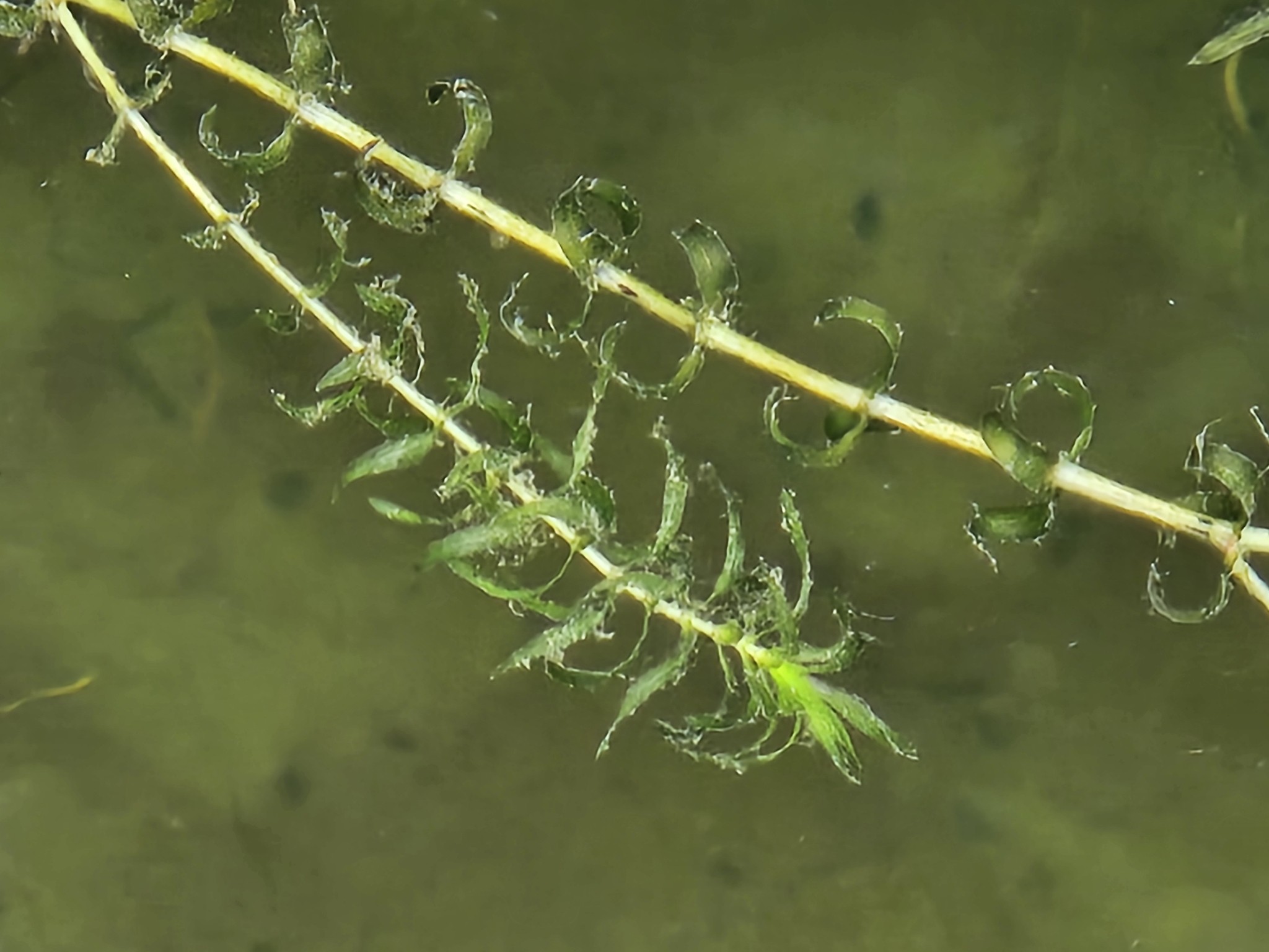 Elodea nuttallii