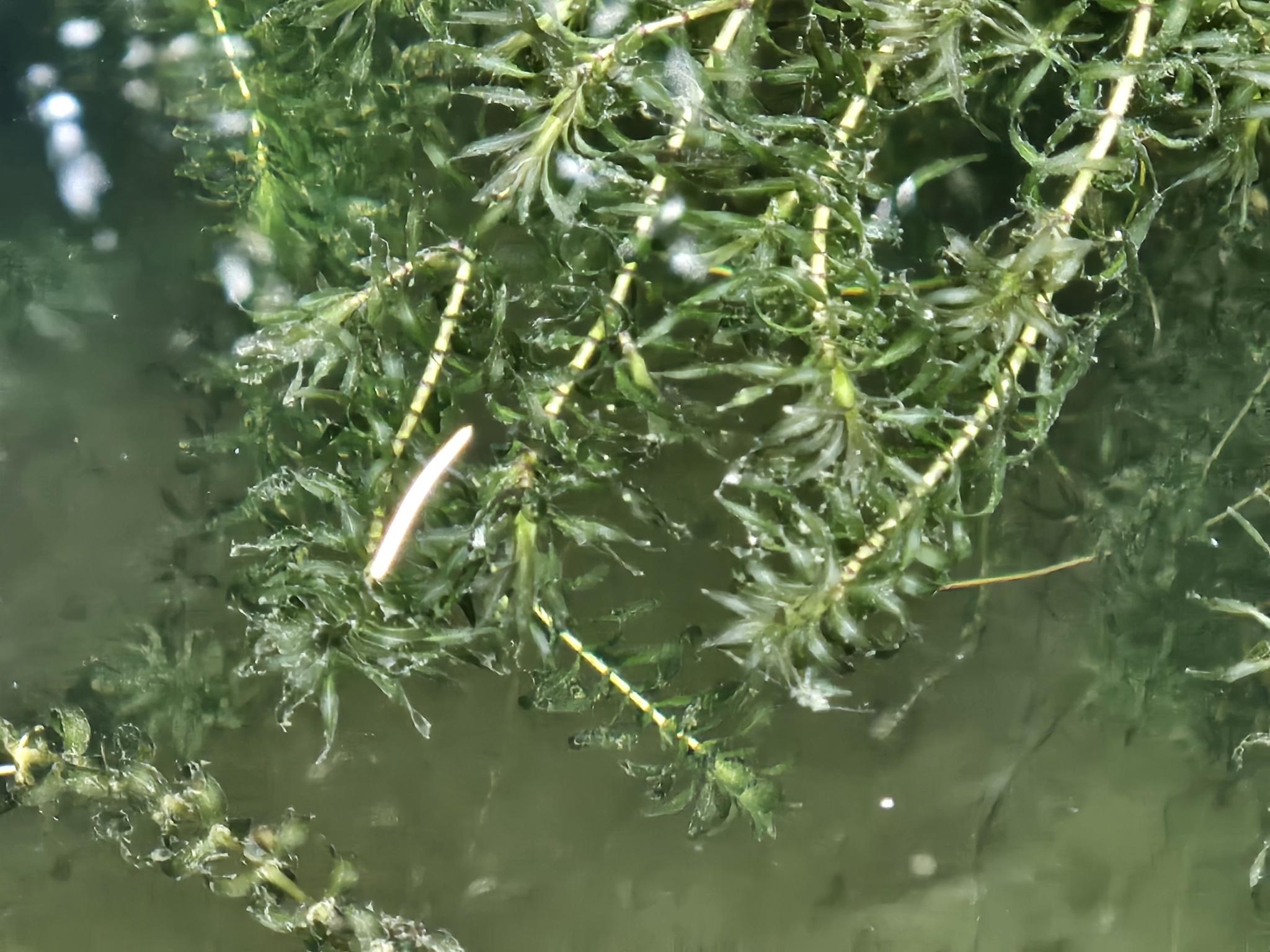 Elodea nuttallii