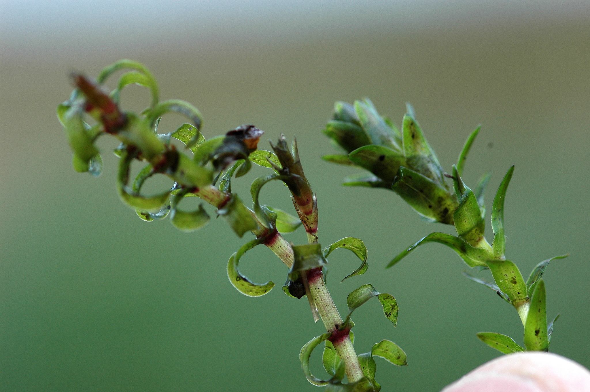 Elodea nuttallii