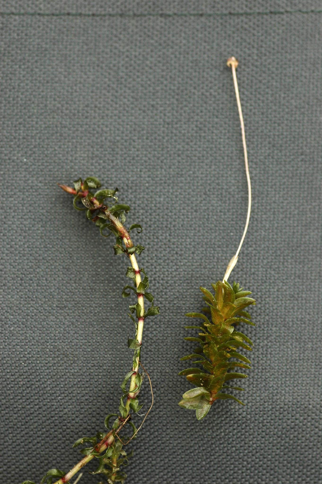 Elodea nuttallii