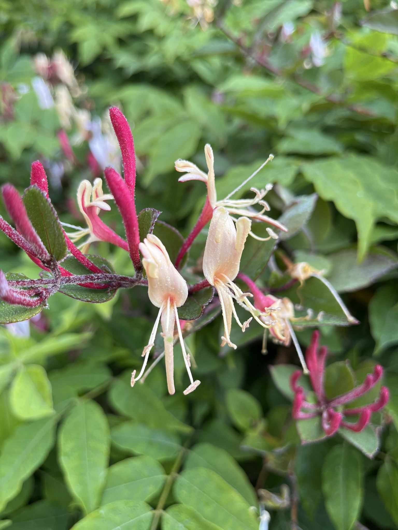 Lonicera japonica