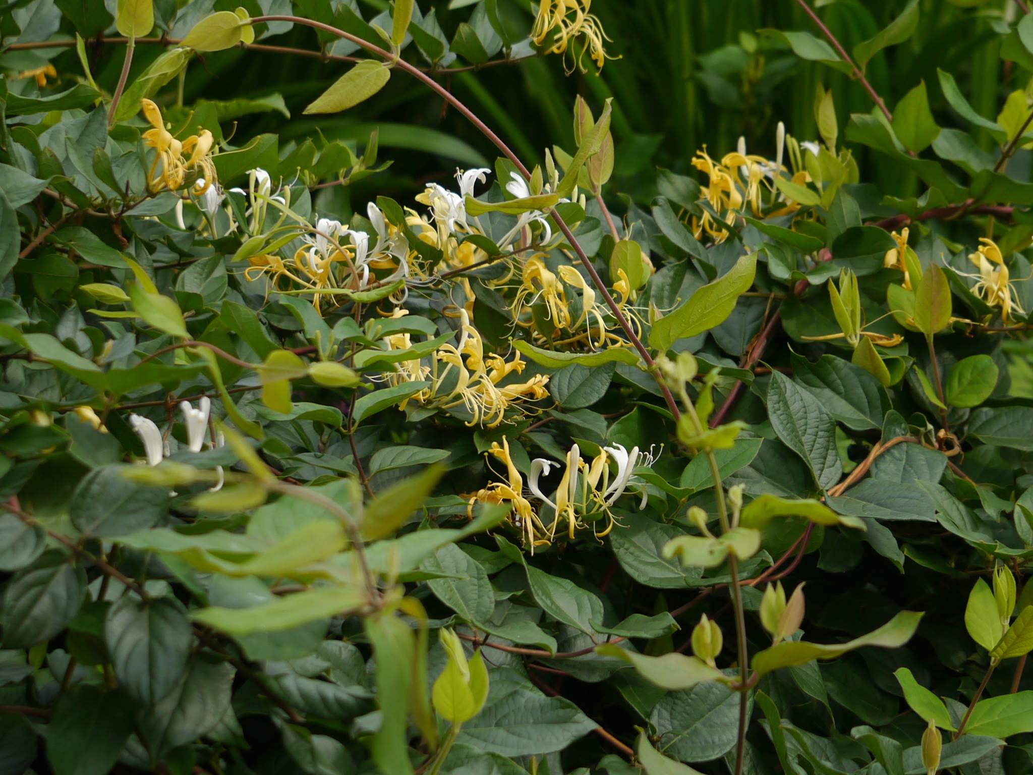 Lonicera japonica