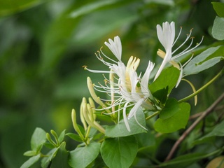 Lonicera japonica