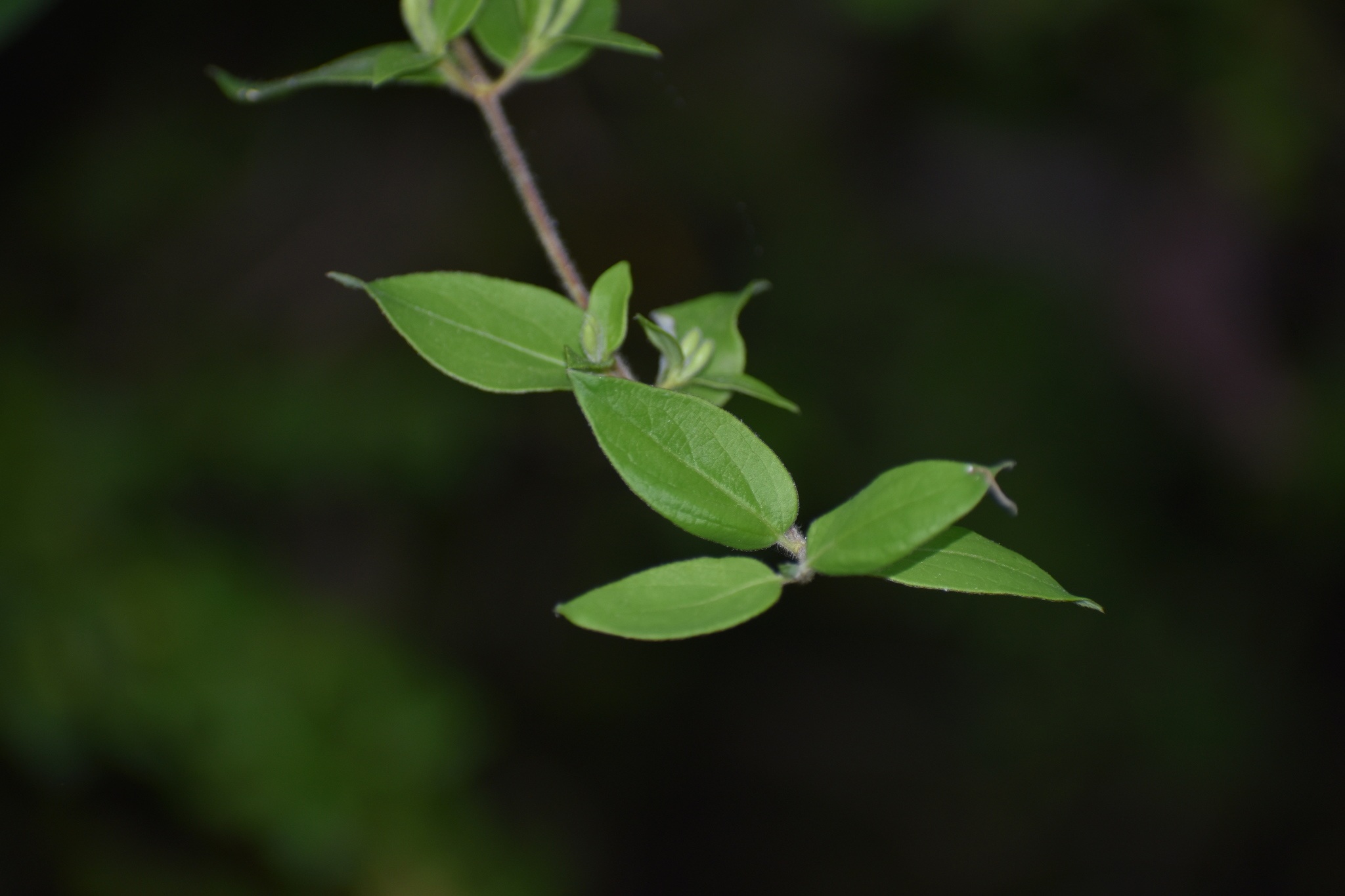 Lonicera japonica
