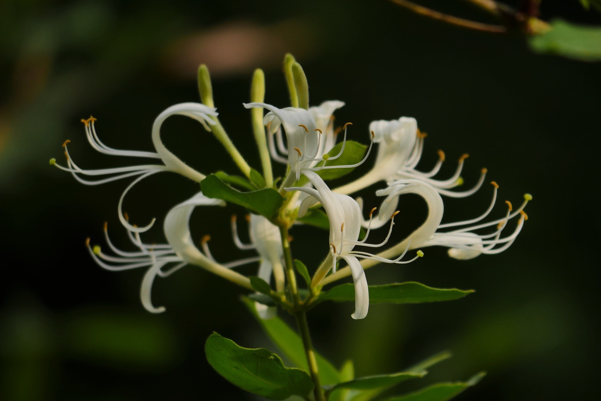 Lonicera japonica