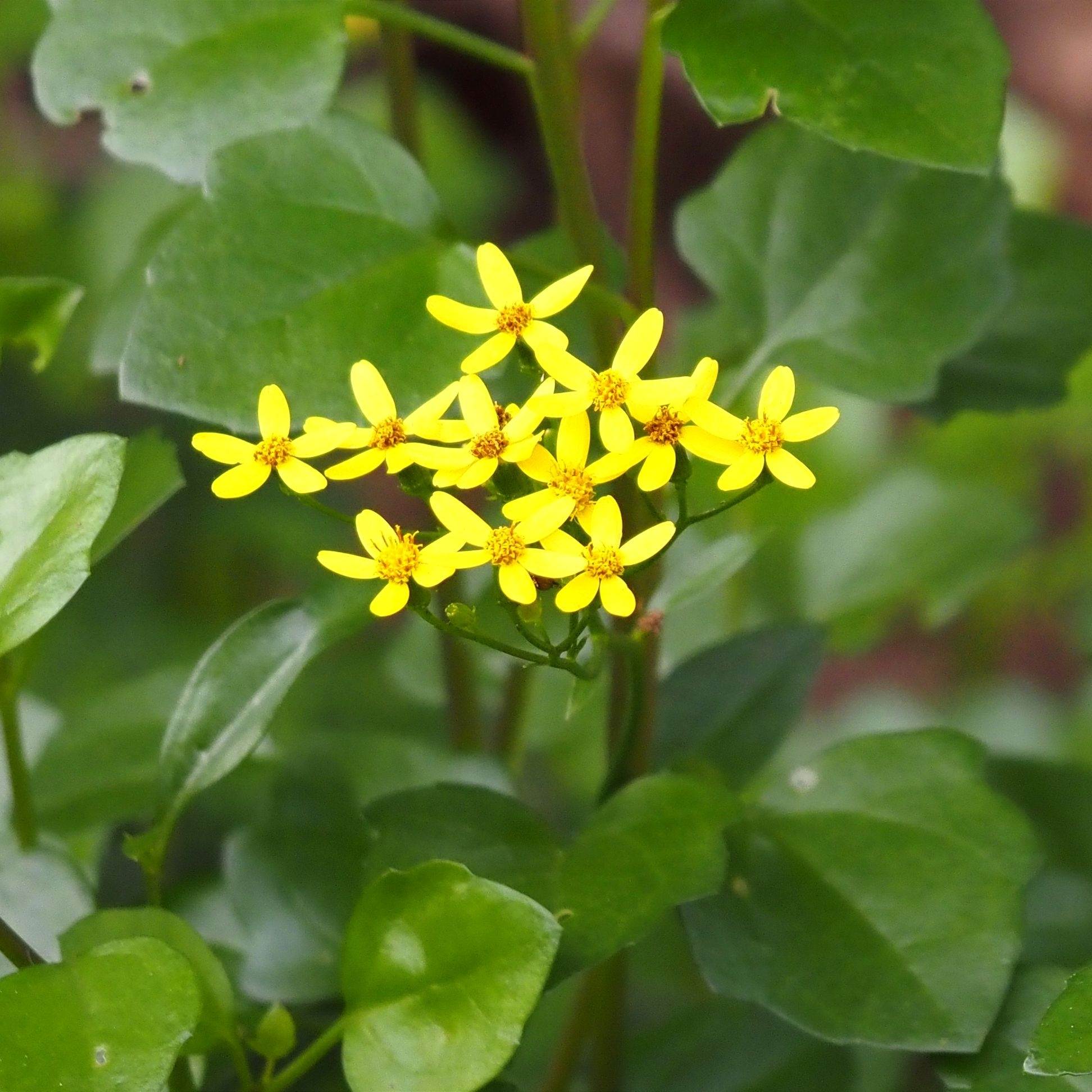 Senecio angulatus