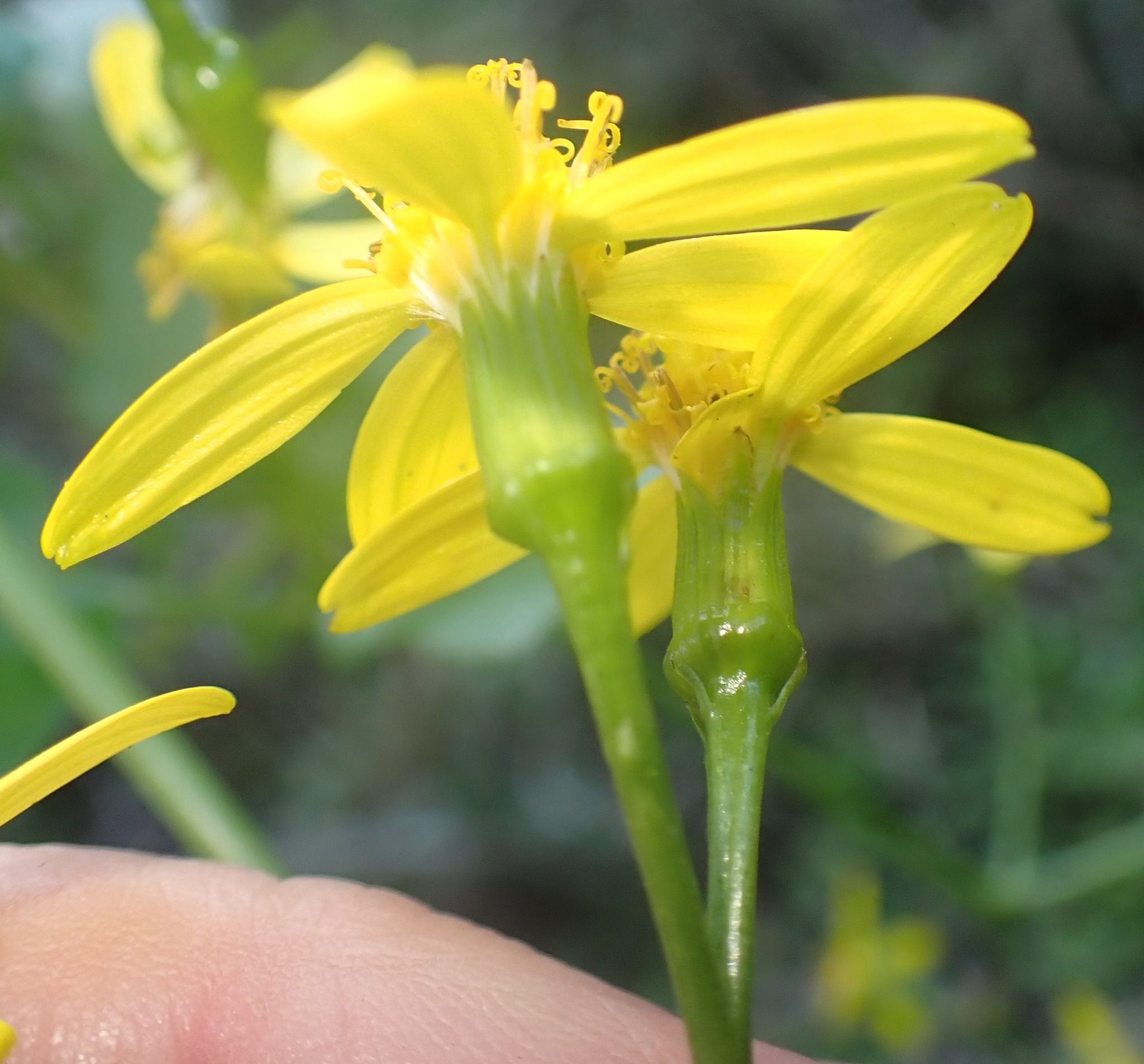 Senecio angulatus