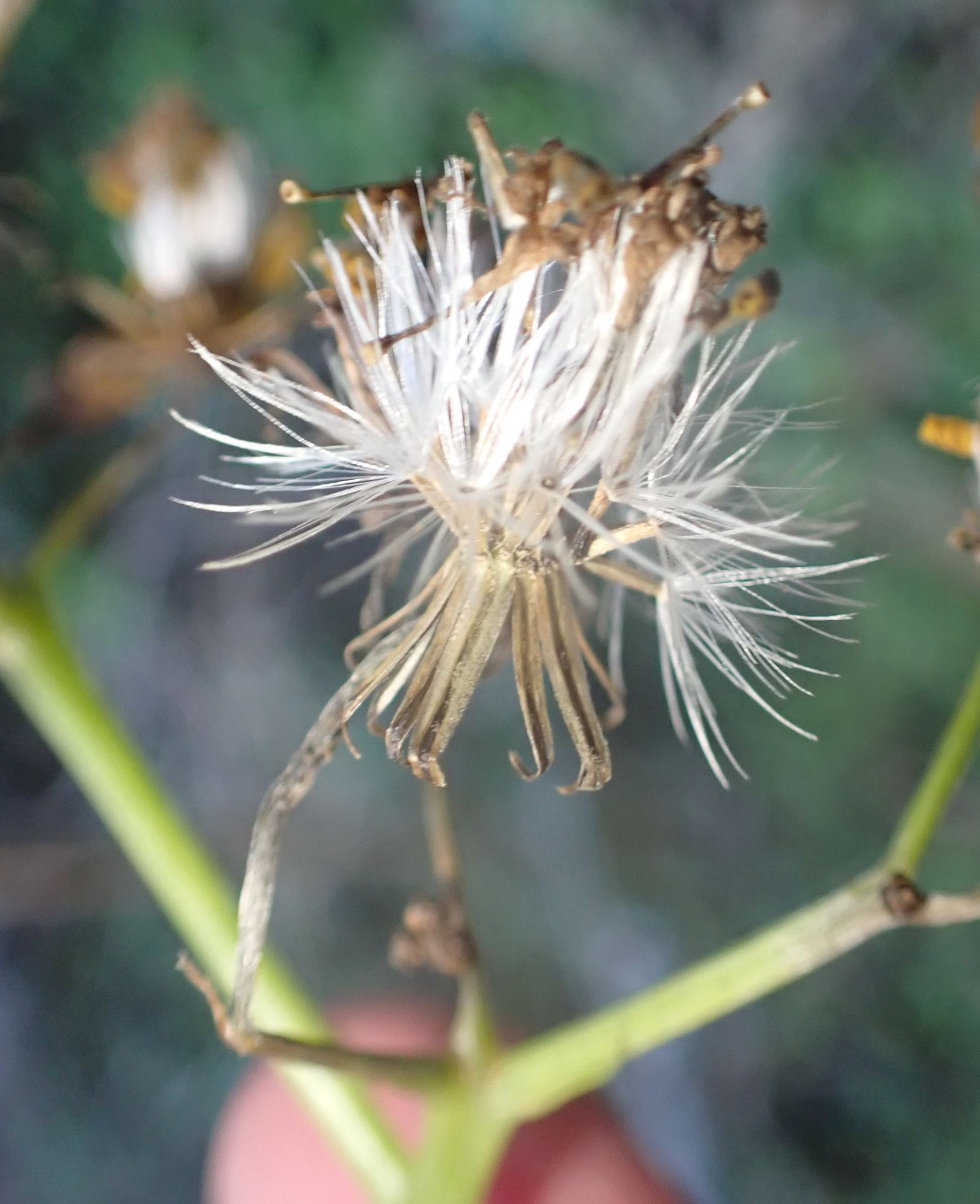 Senecio angulatus