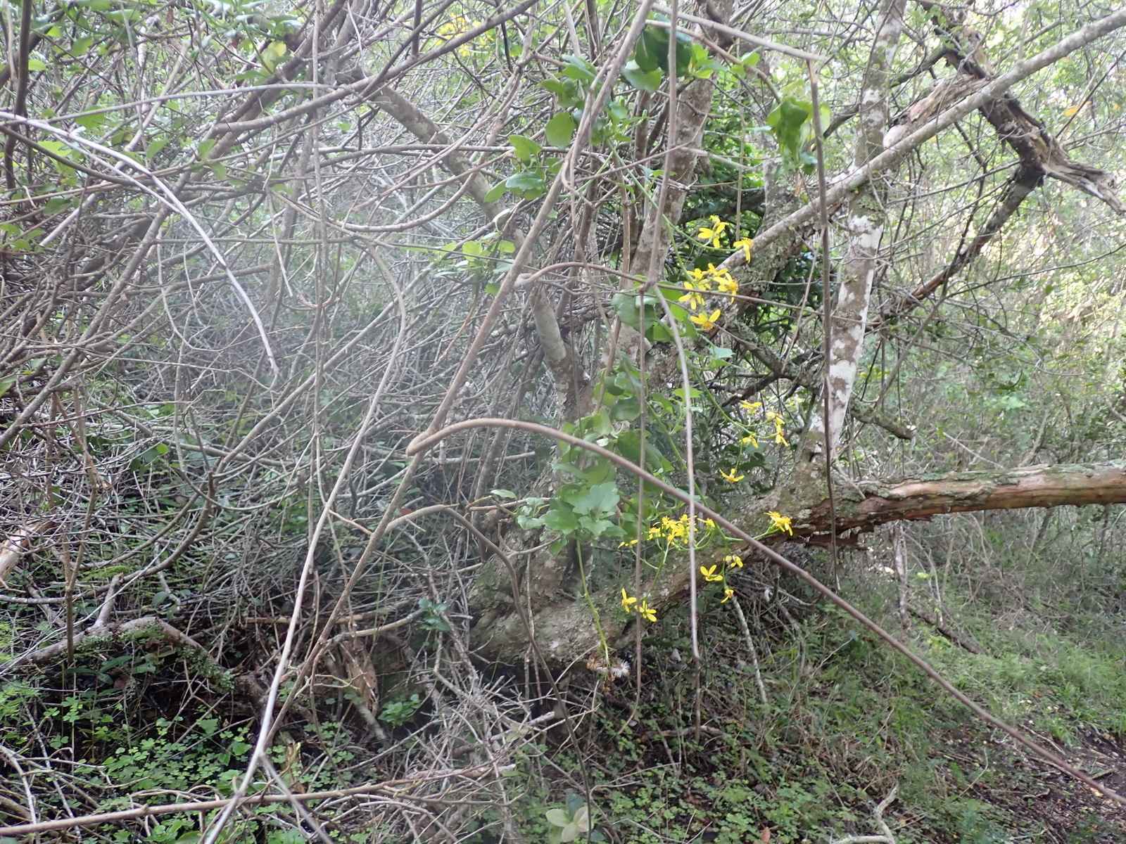 Senecio angulatus