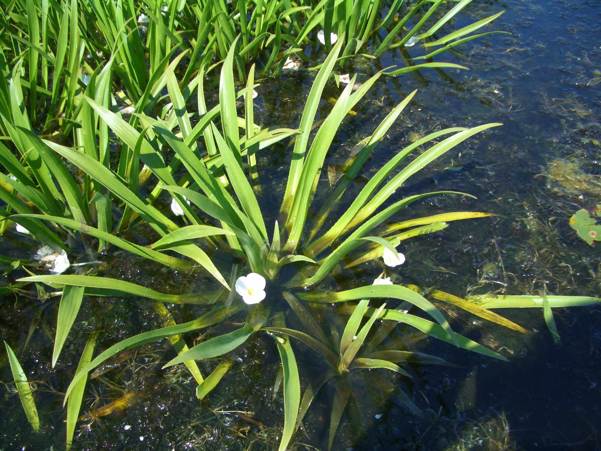 Stratiotes aloides