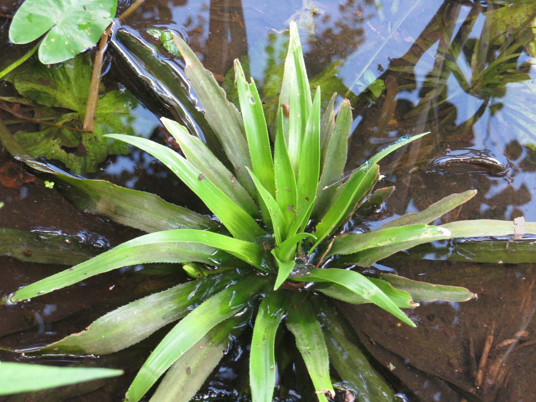Stratiotes aloides