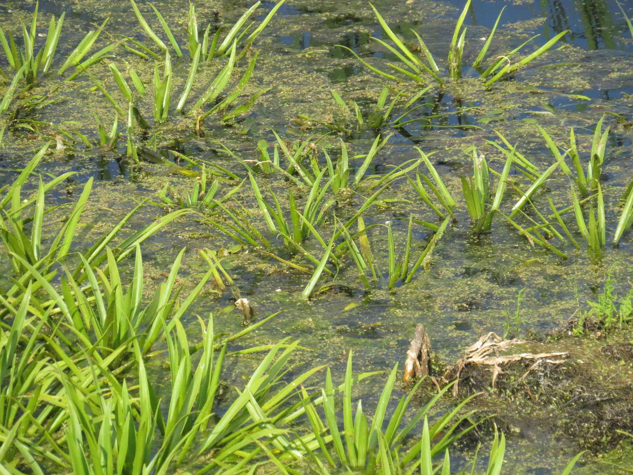 Stratiotes aloides