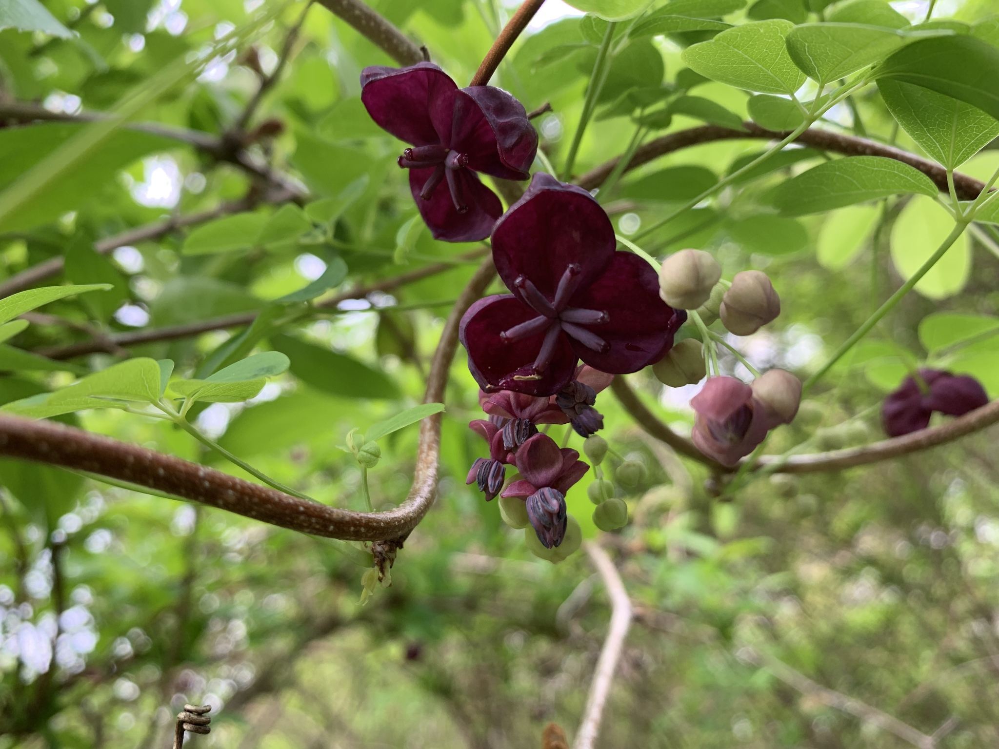 Akebia quinata