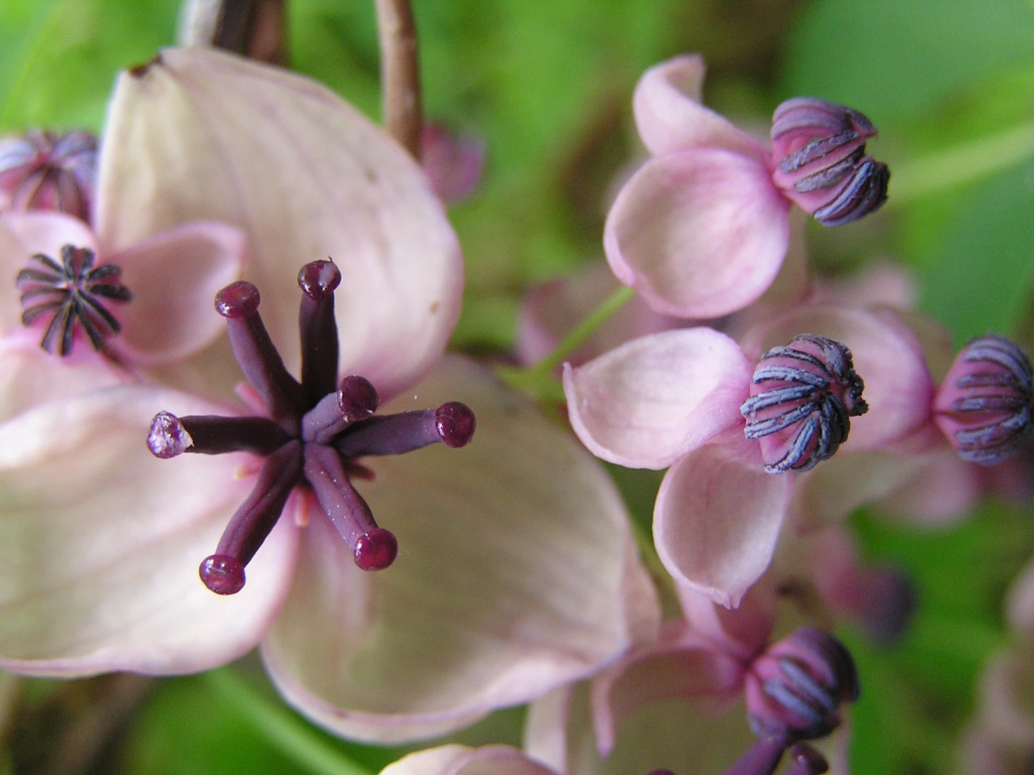 Akebia quinata