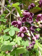 Akebia quinata