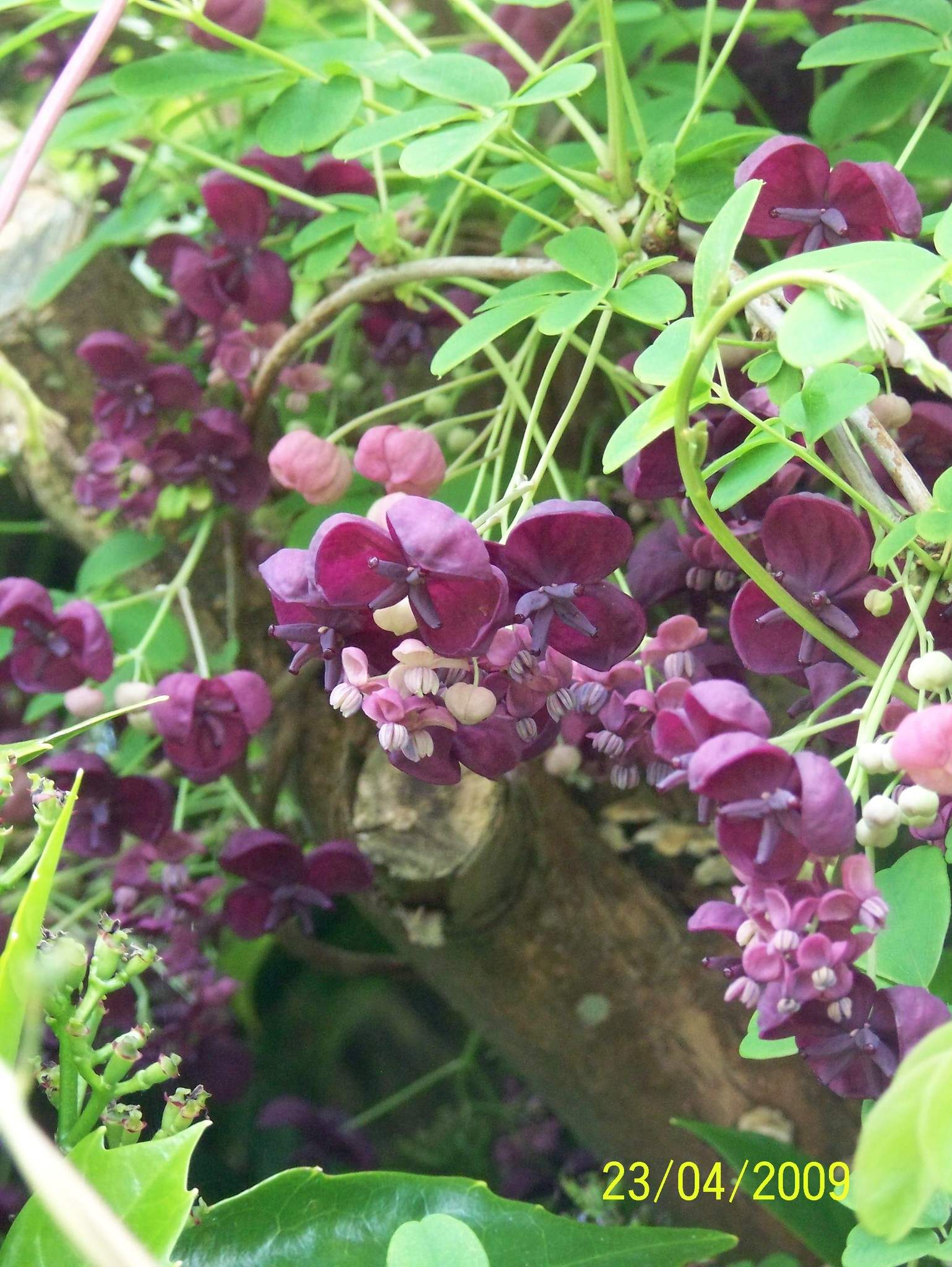 Akebia quinata