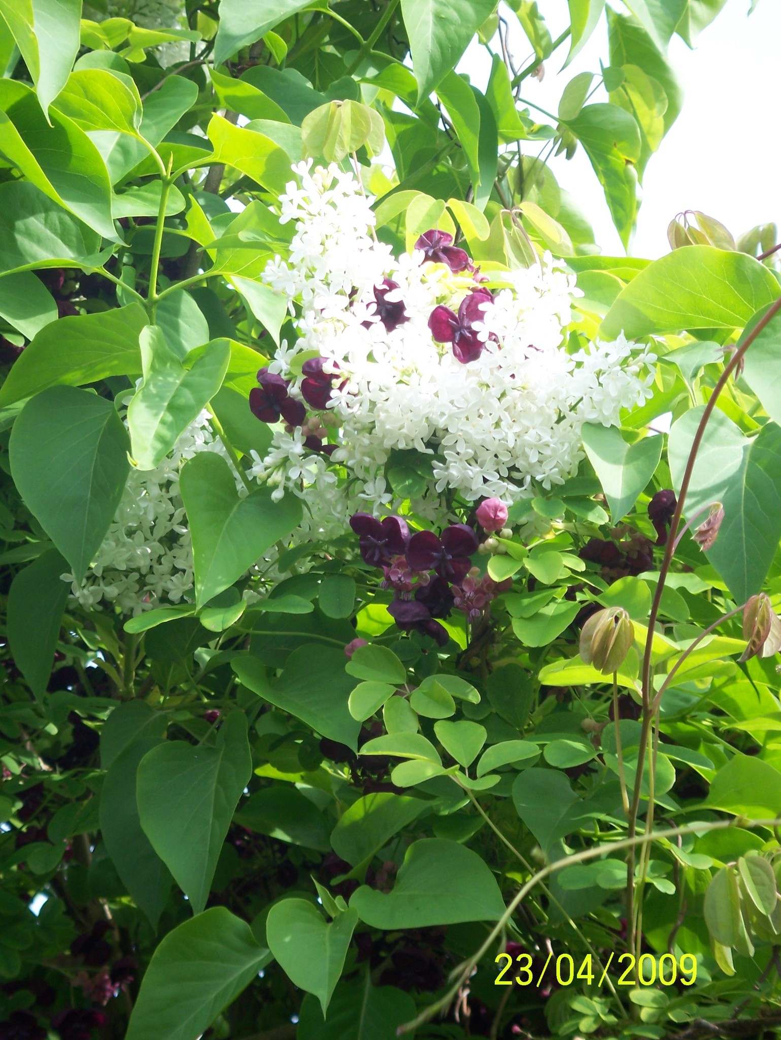 Akebia quinata