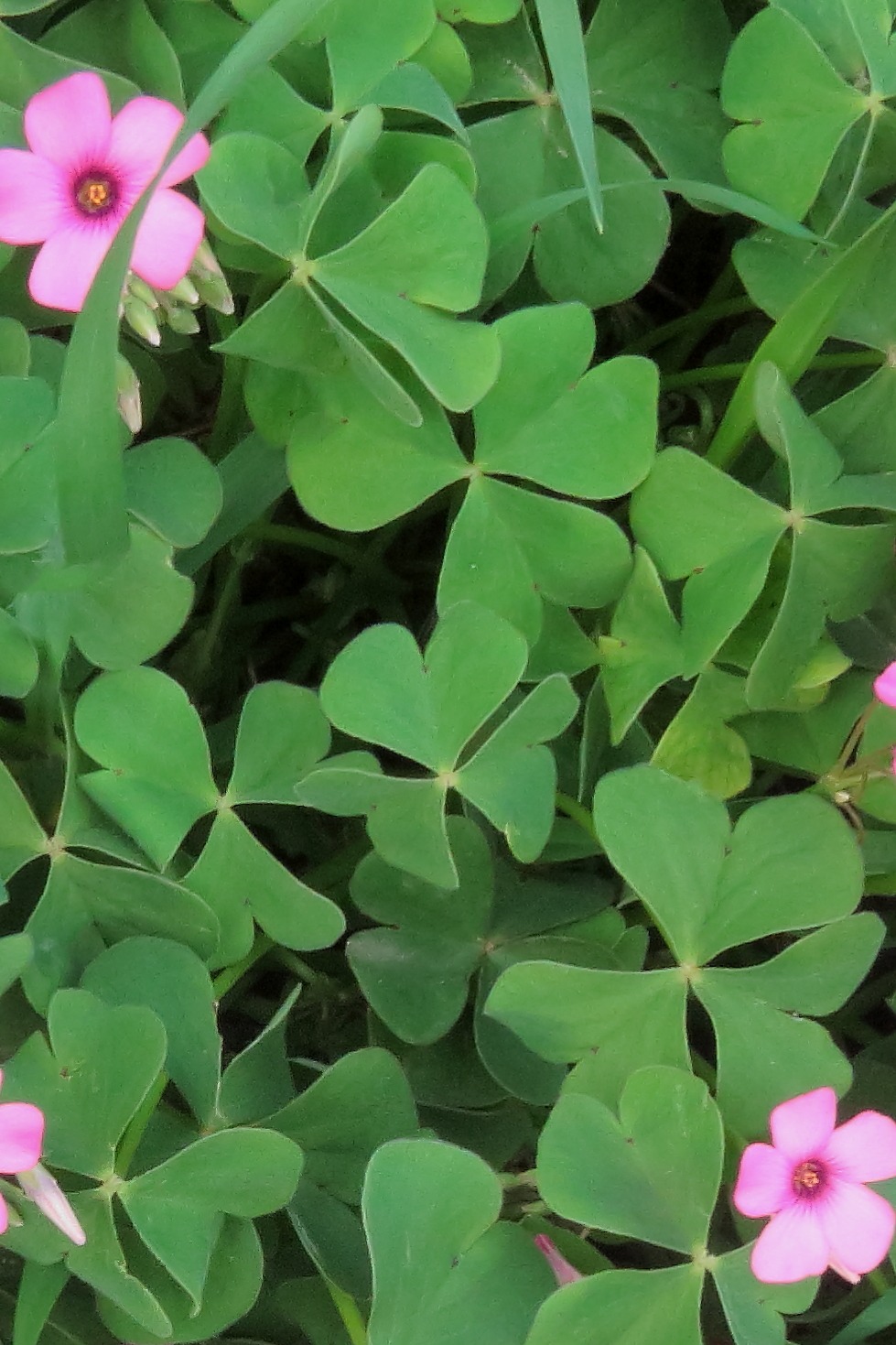 Oxalis articulata