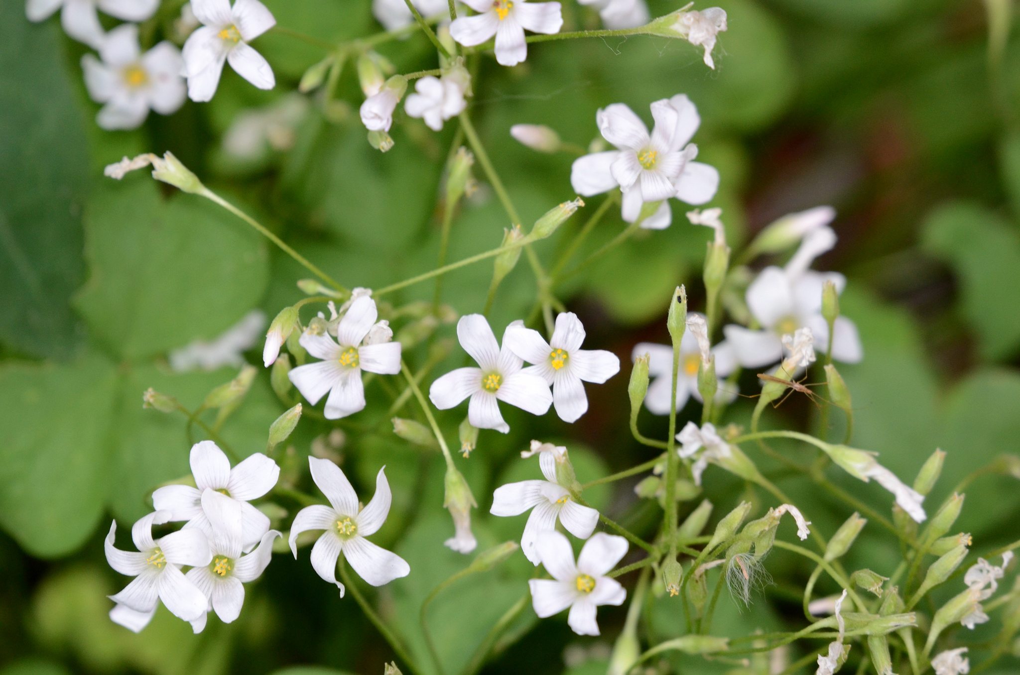Oxalis articulata