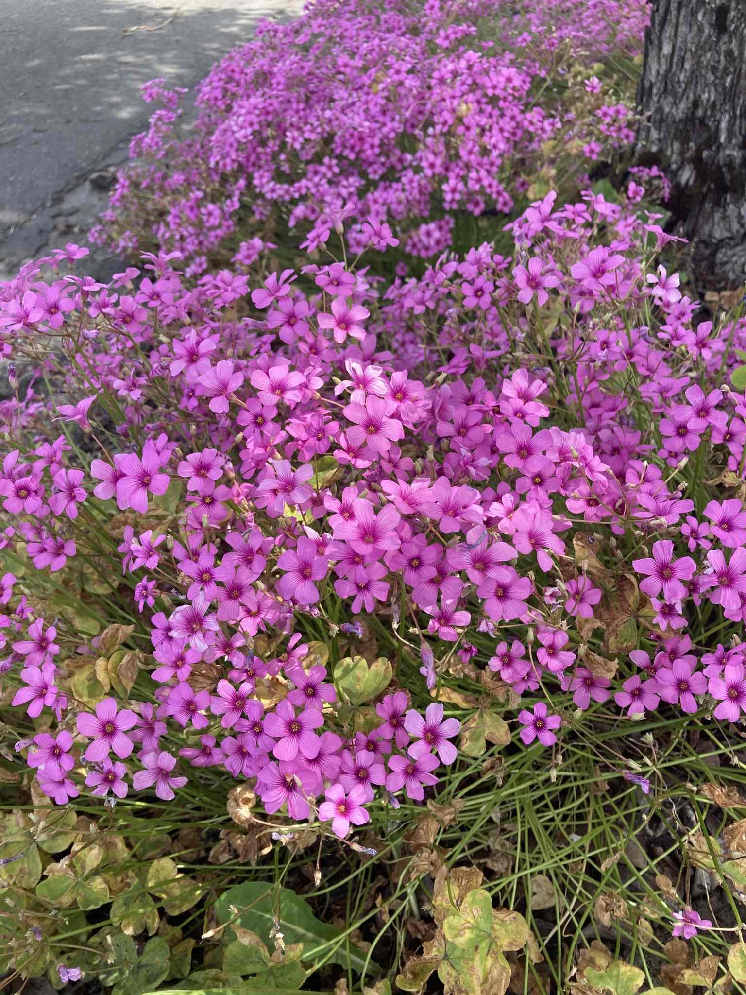 Oxalis articulata